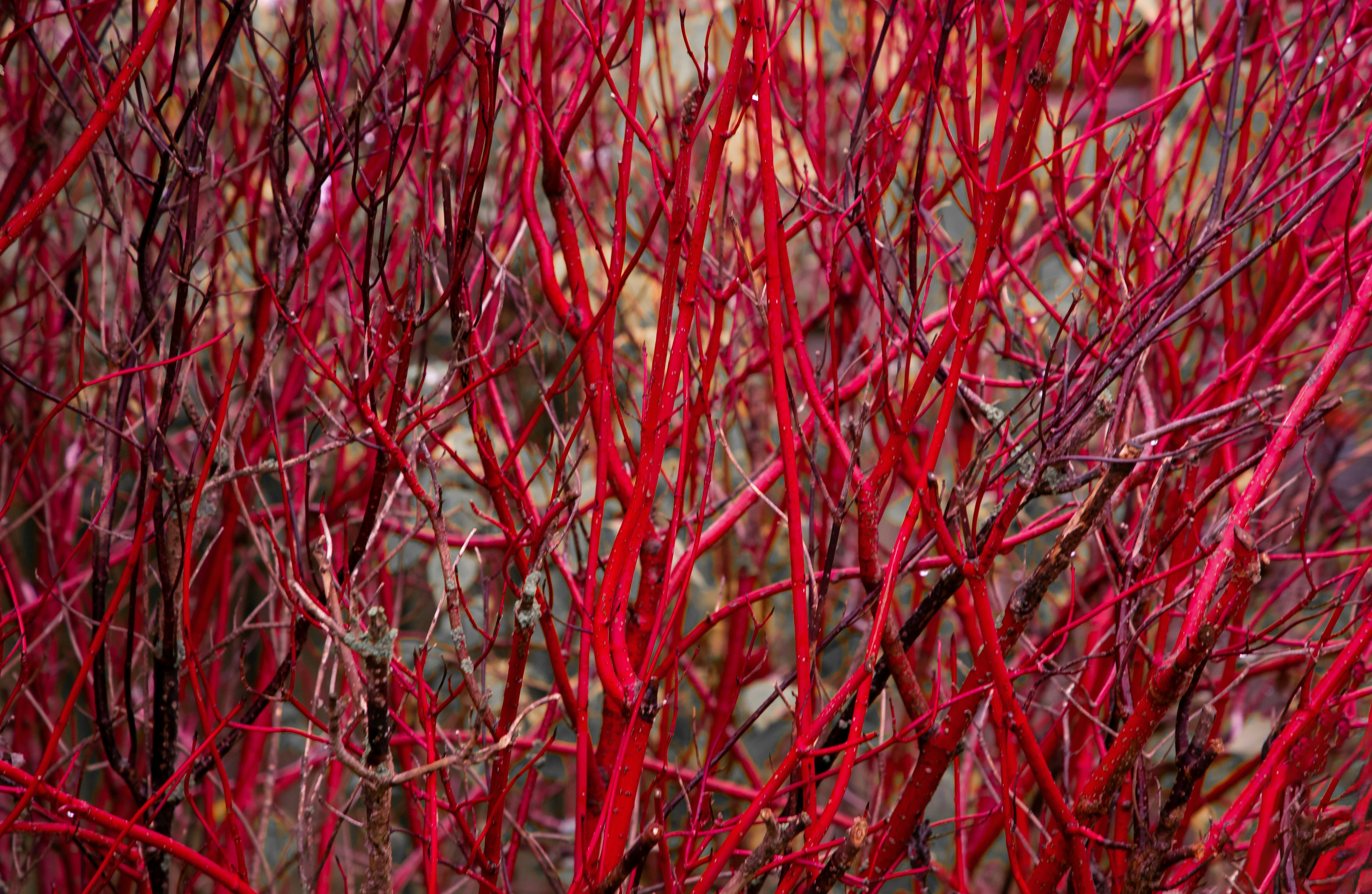 A close up of a bush with red leaves