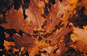 A close up of a leaf on a tree