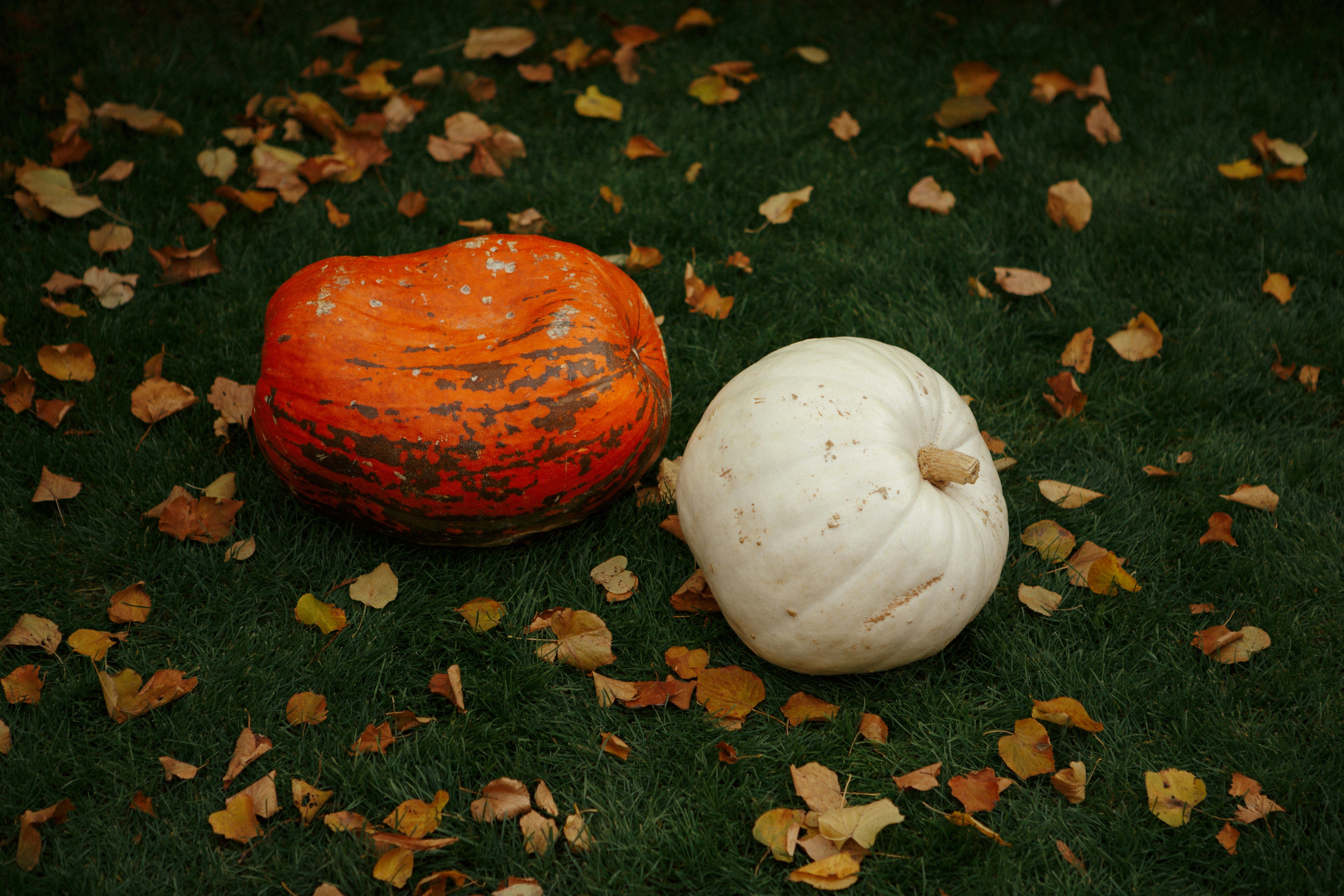 A couple of pumpkins sitting on top of a lush green field photo – Free ...