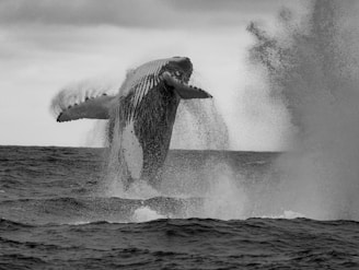 A humpback whale jumping out of the water