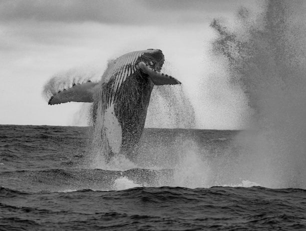 A humpback whale jumping out of the water