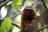 A red and white monkey sitting on a tree branch