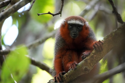 A red and white monkey sitting on a tree branch