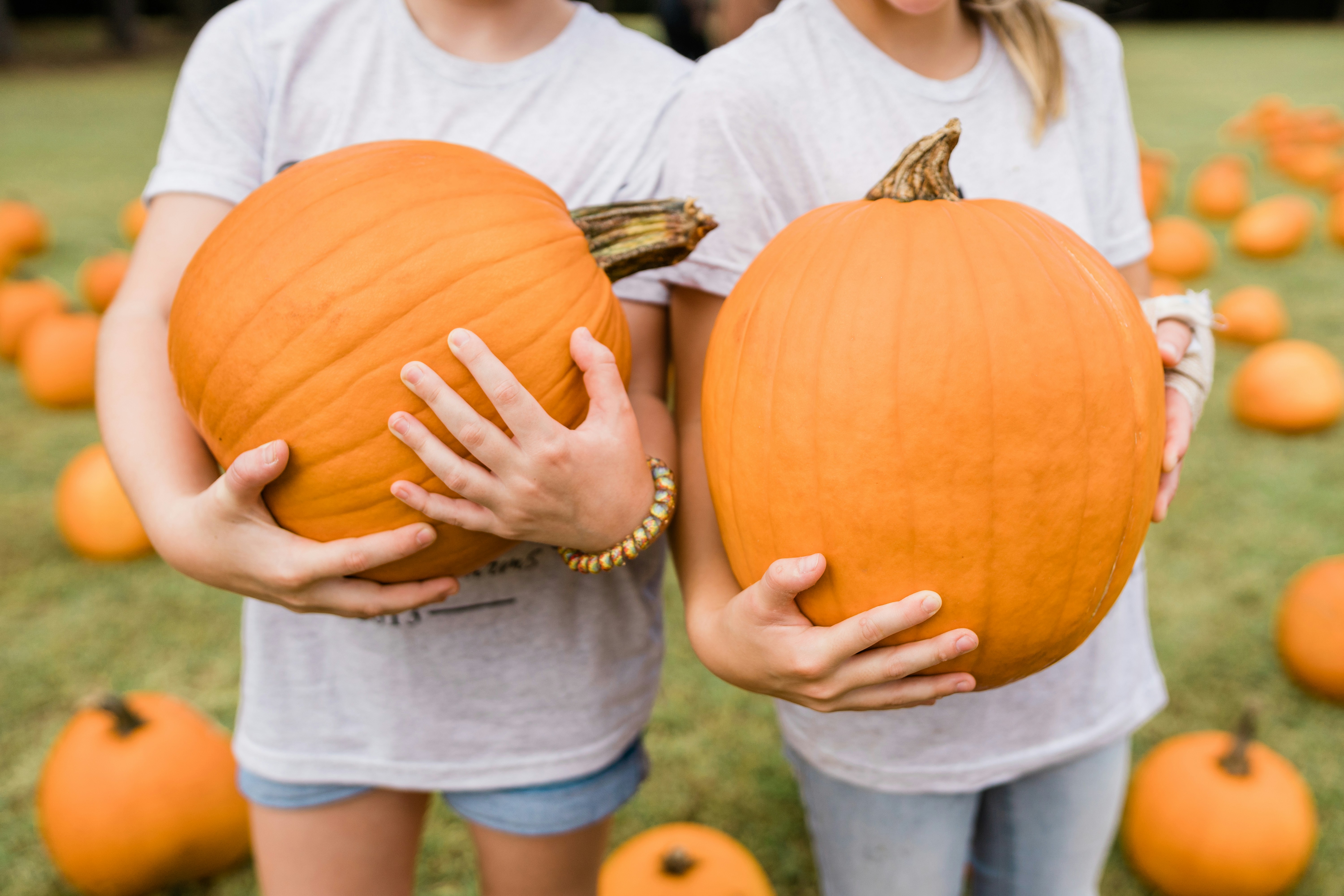 Two girls holding pumpkins in a field of pumpkins