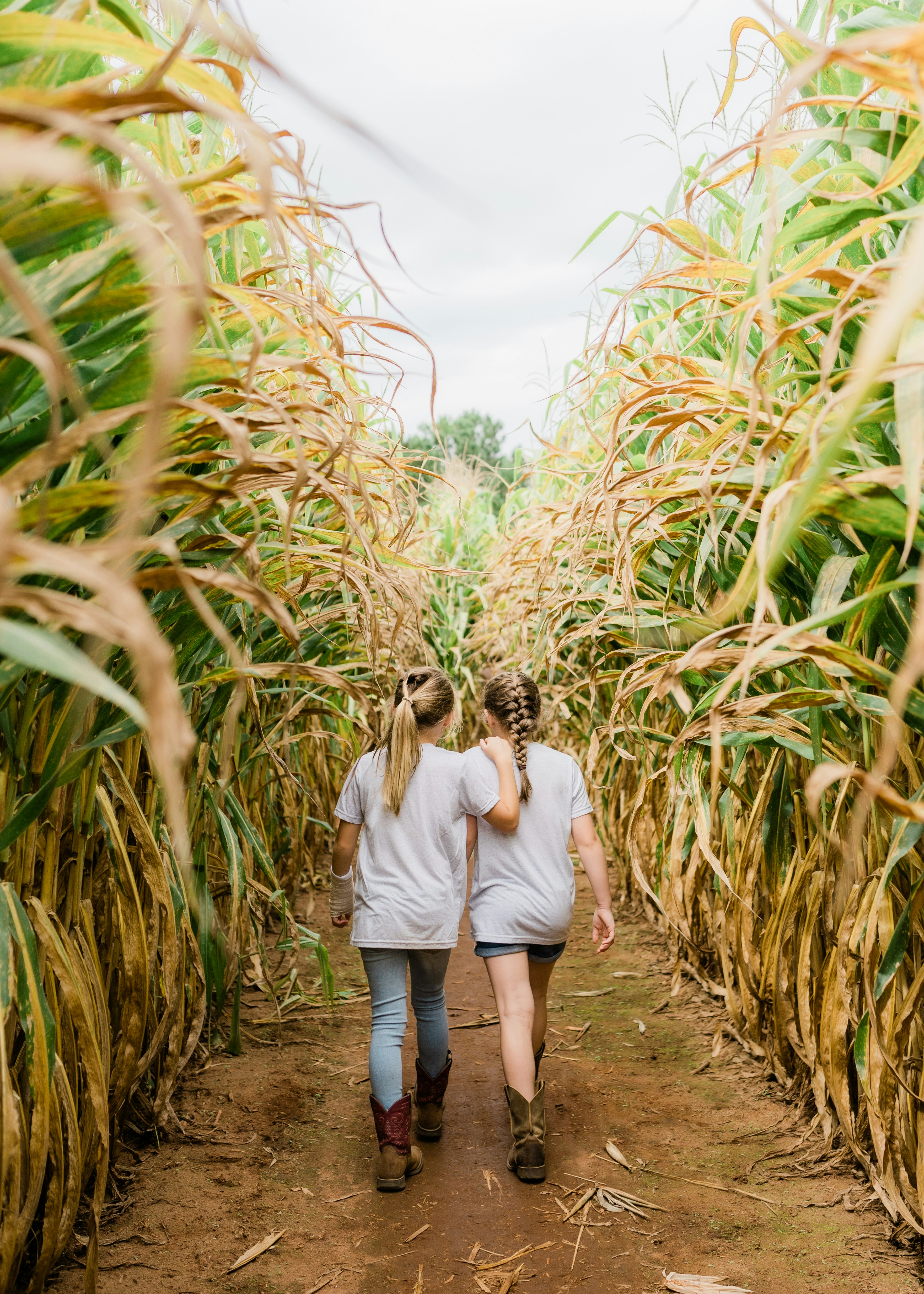 Two people walking through a corn field