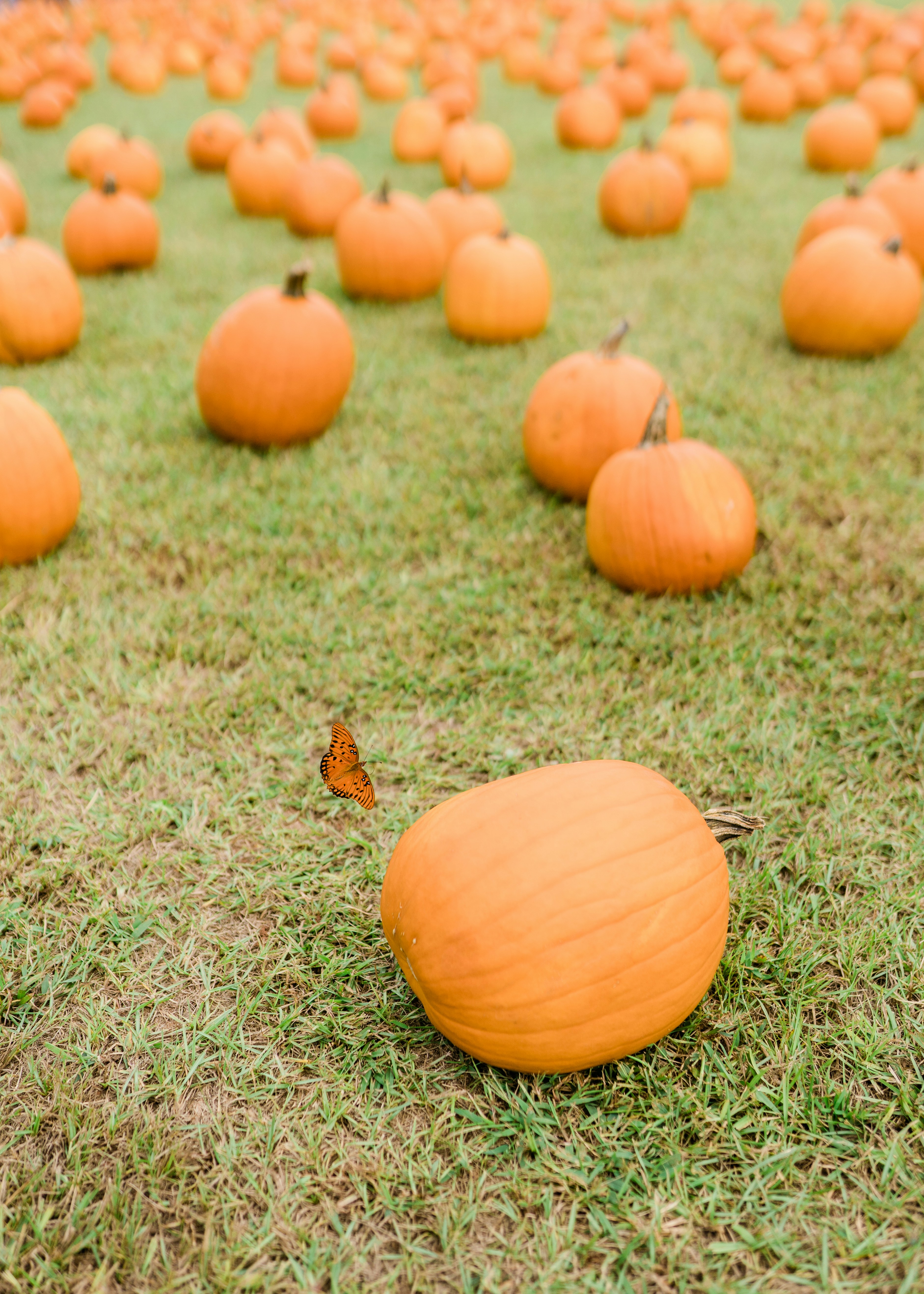 A field filled with lots of orange pumpkins