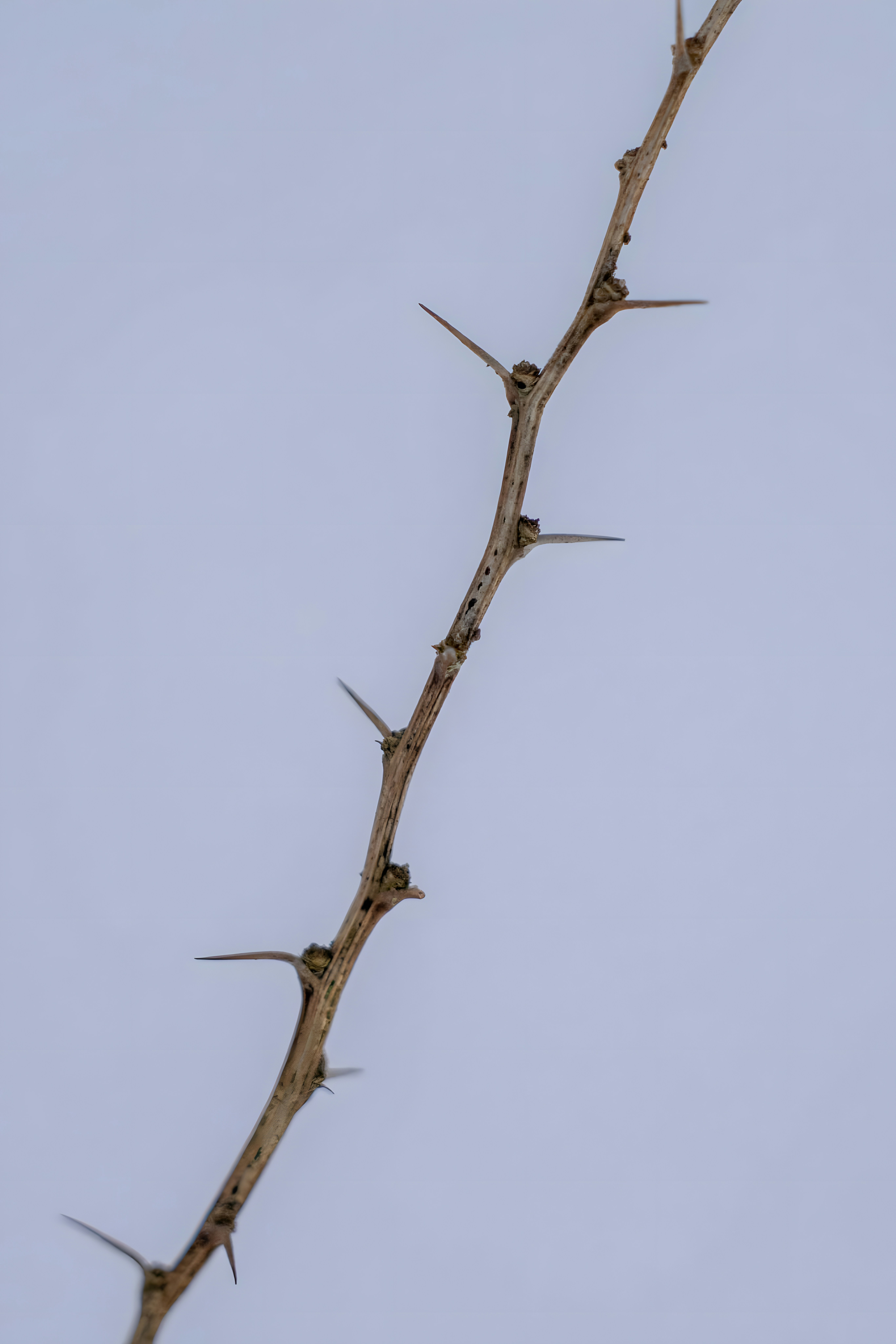 鳥が木の枝にとまっています