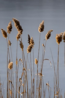 A bunch of tall dry grass next to a body of water