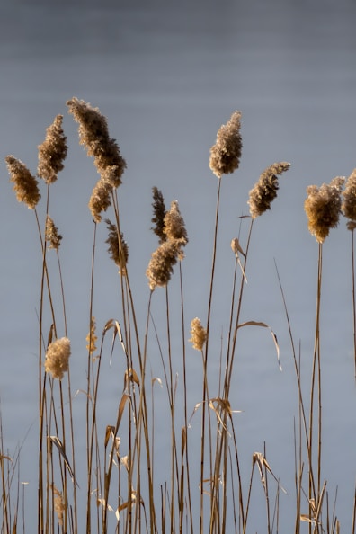 A bunch of tall dry grass next to a body of water