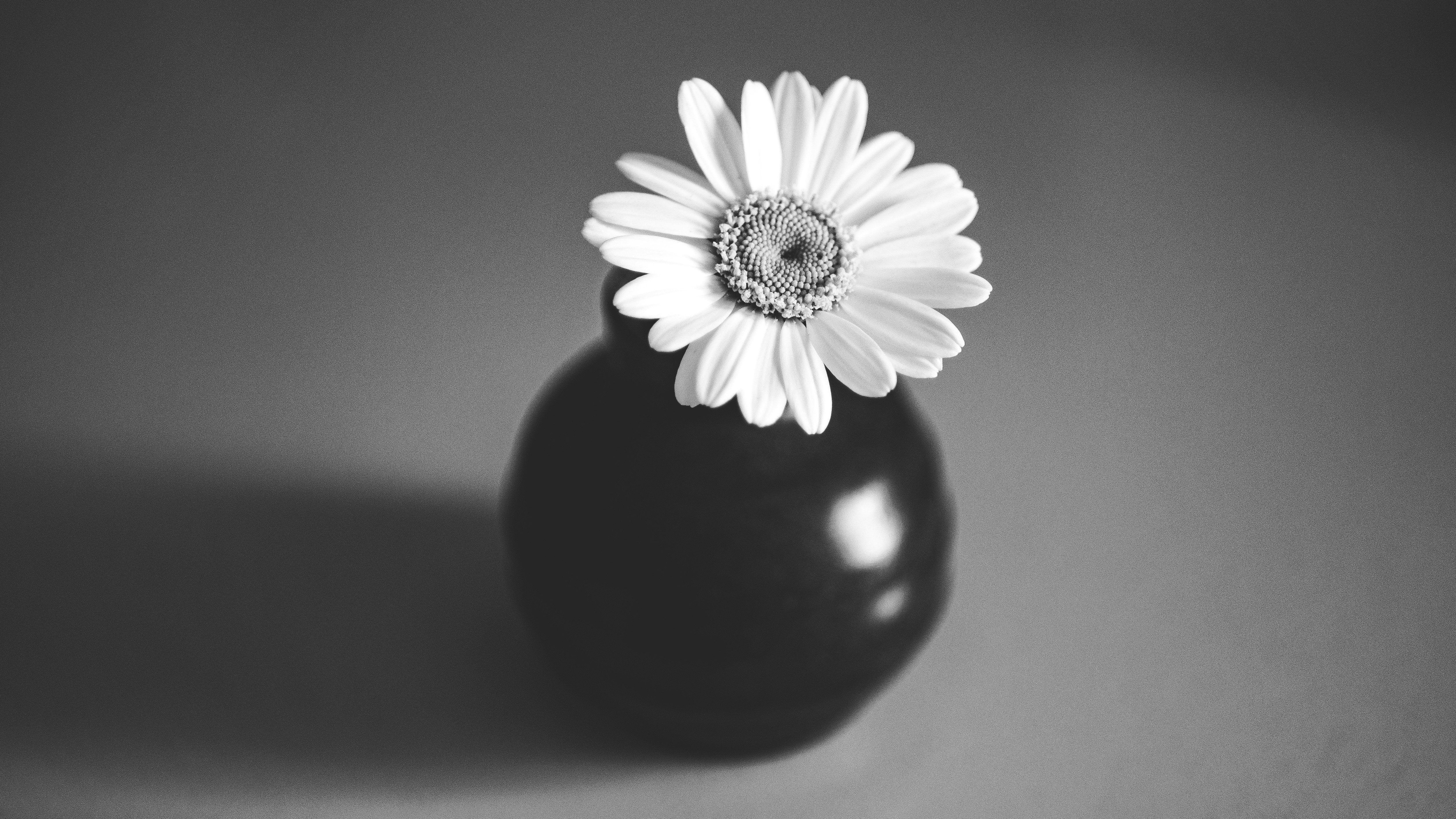 花瓶に生けられた白い花 花瓶に生けた白い花の写真素材 [114654936] - PIXTA