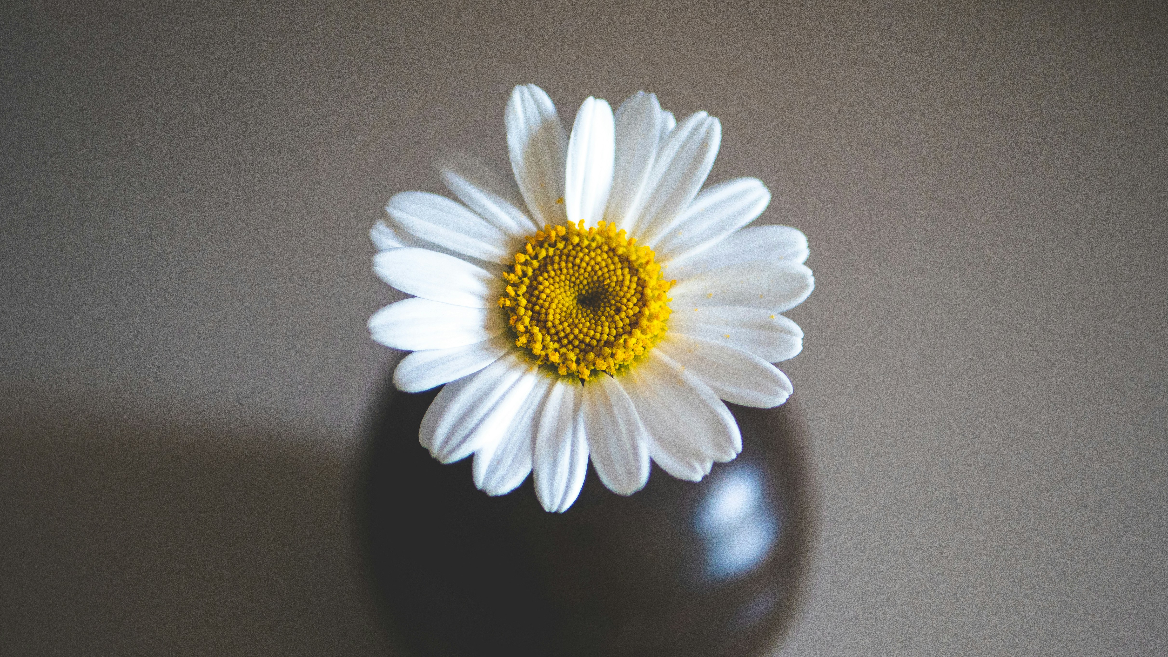 白い花が入った白い花瓶の写真 – Unsplashの花の無料画像