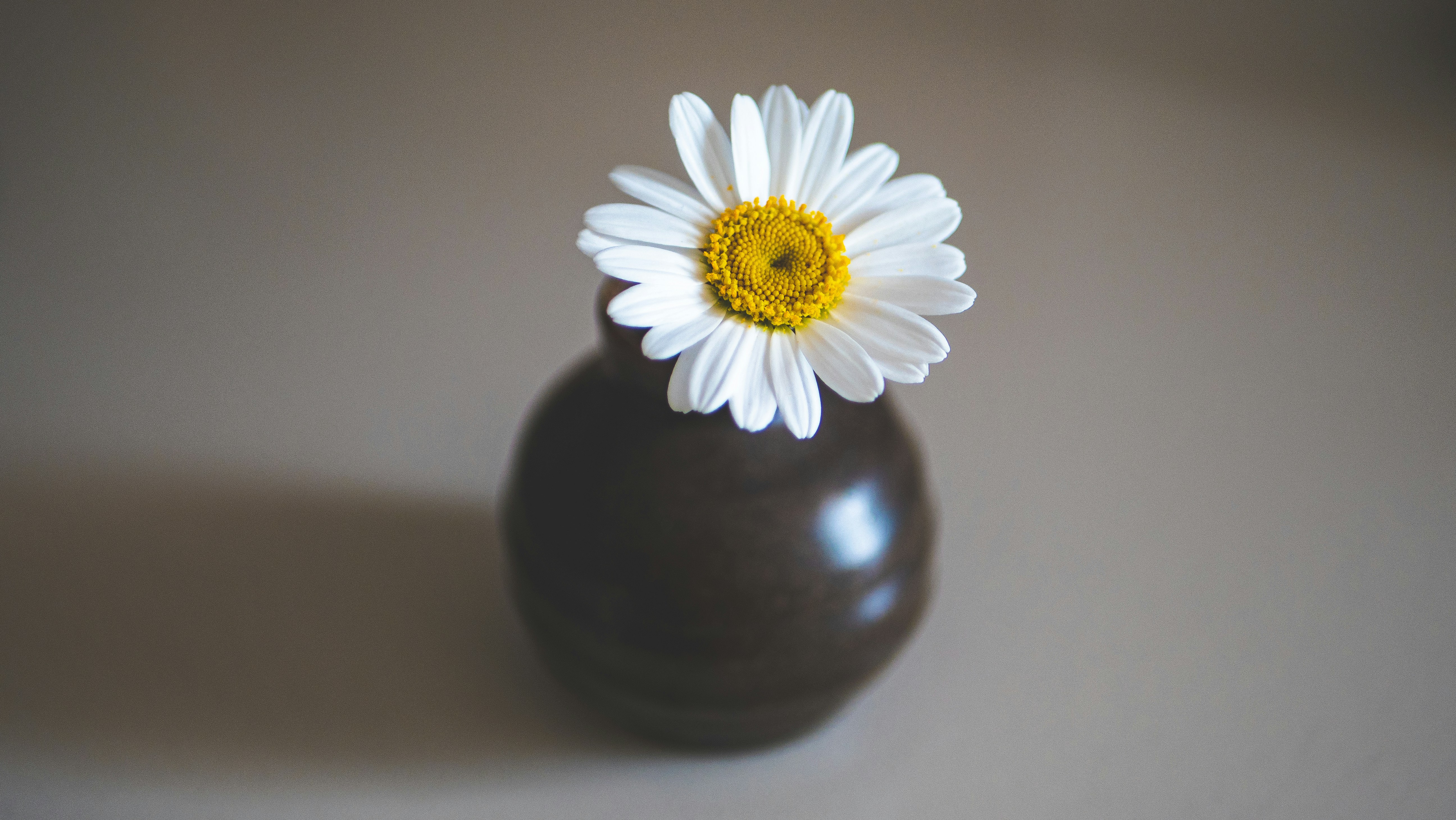 白い花が入った白い花瓶の写真 – Unsplashの花の無料画像