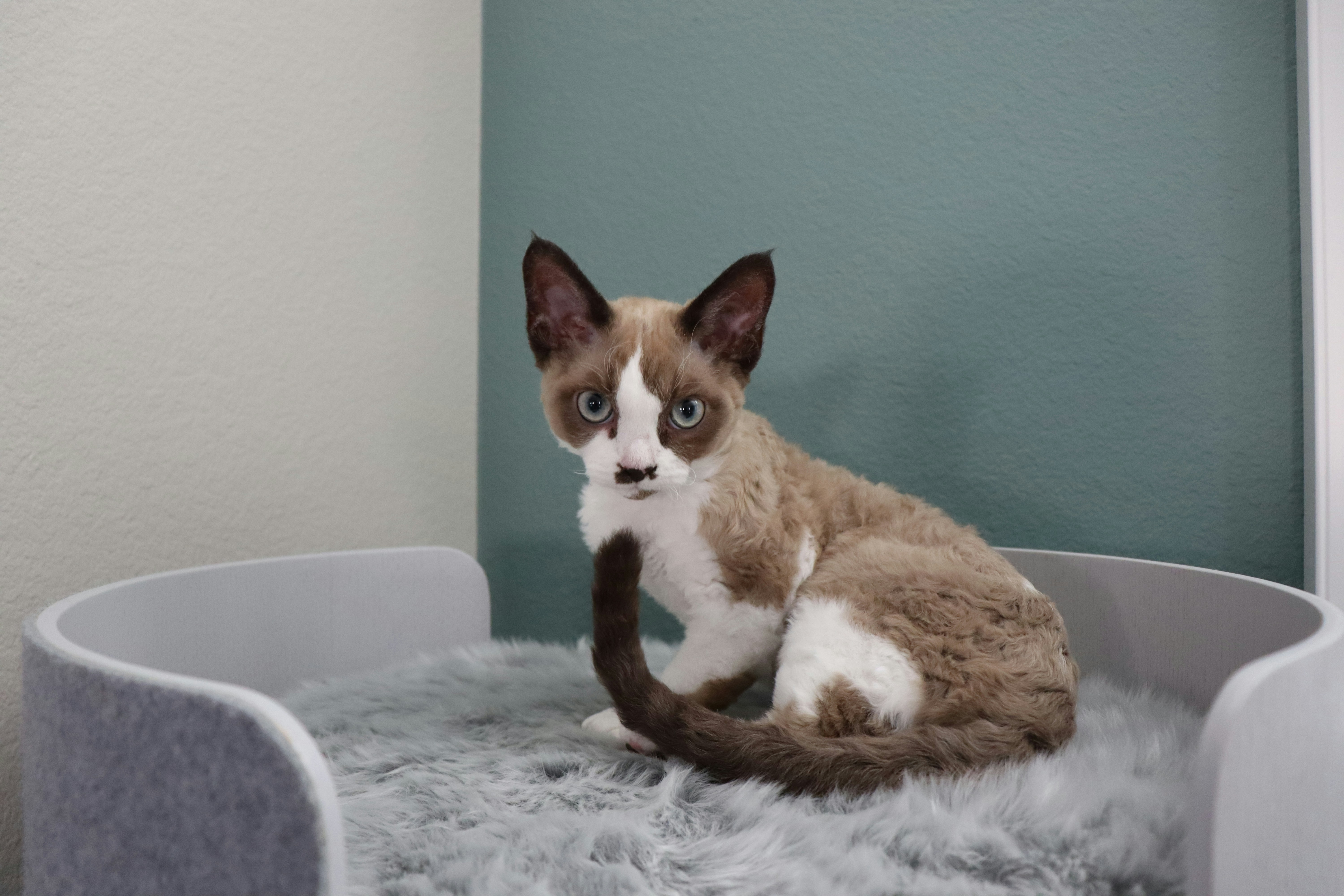 Devon Rex (image credits: unsplash)
