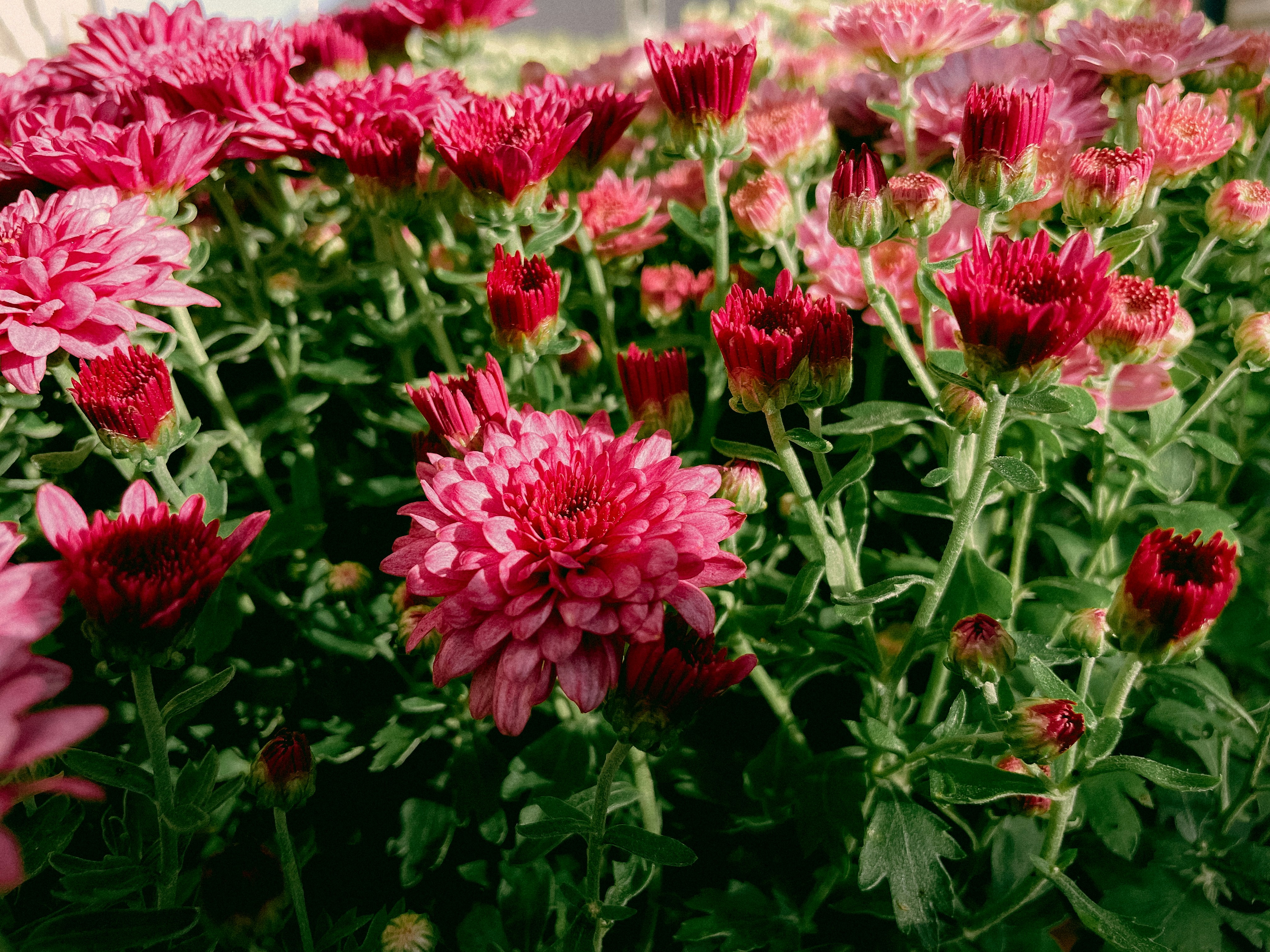 A bunch of pink flowers in a garden
