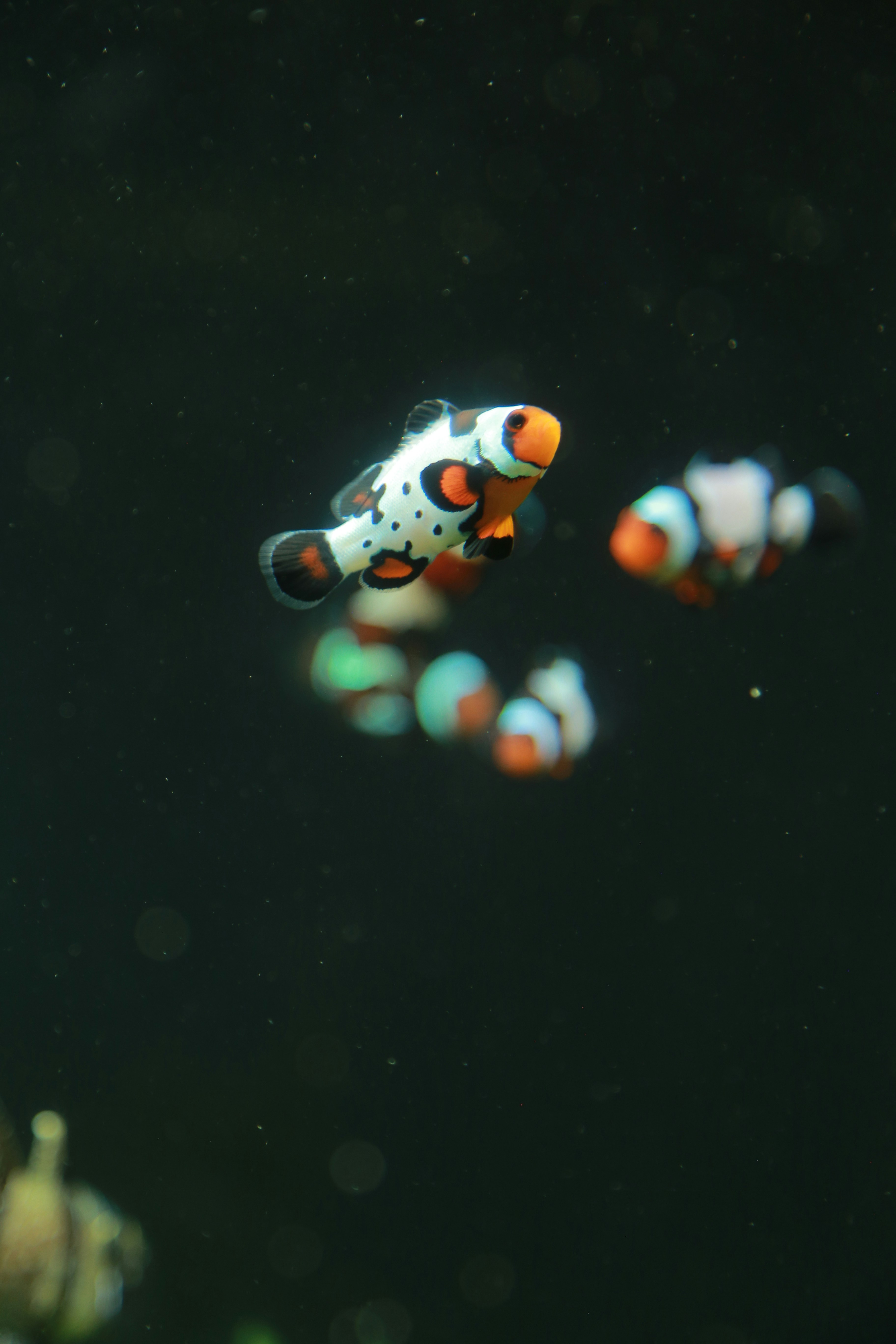 A group of clown fish swimming in an aquarium