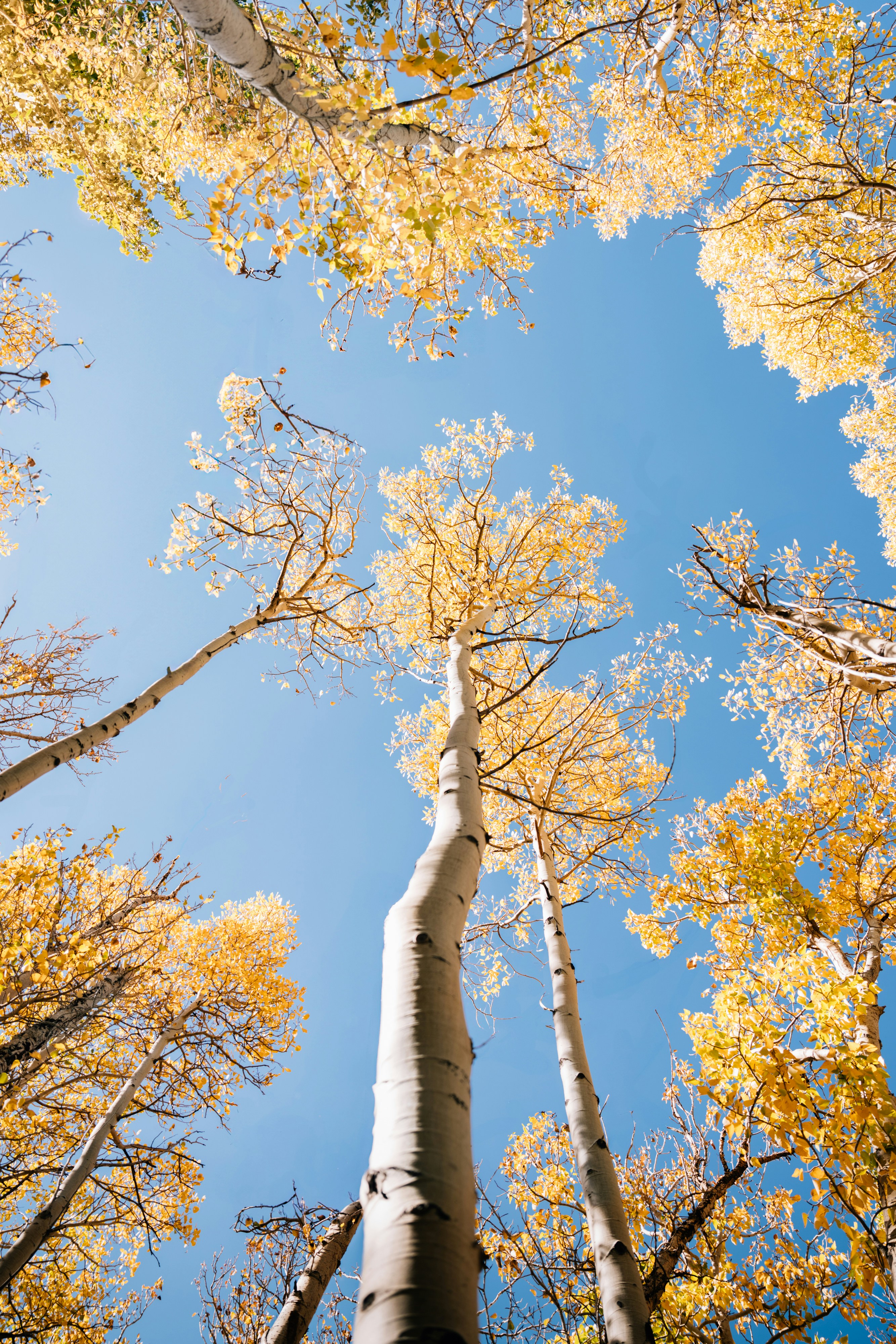 A group of tall trees standing next to each other photo Free Mammoth