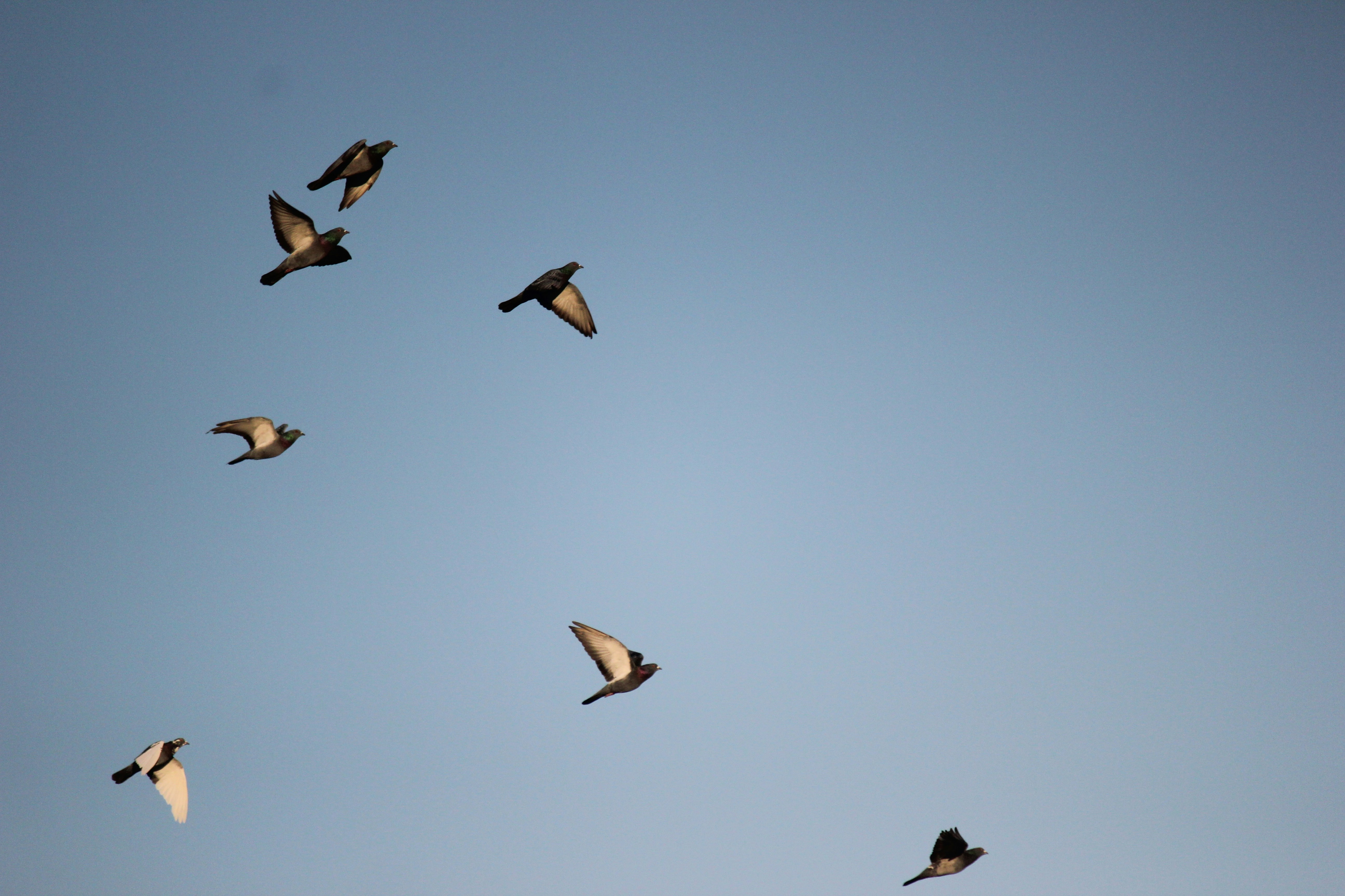 Photo by frolicsomefairy