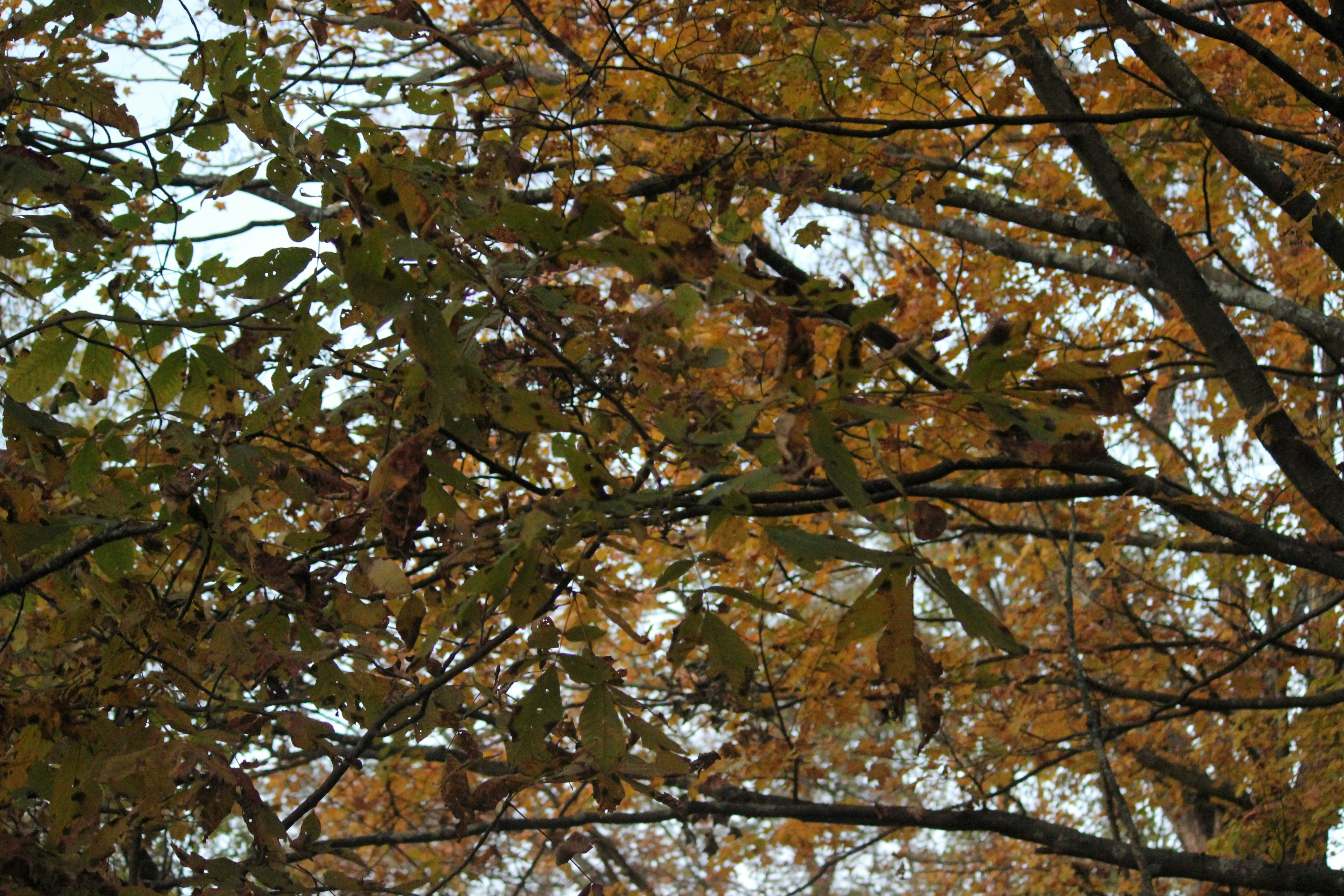 A stop sign in front of a tree filled with leaves, 