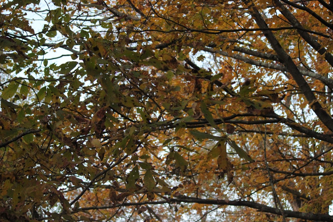 A stop sign in front of a tree filled with leaves,