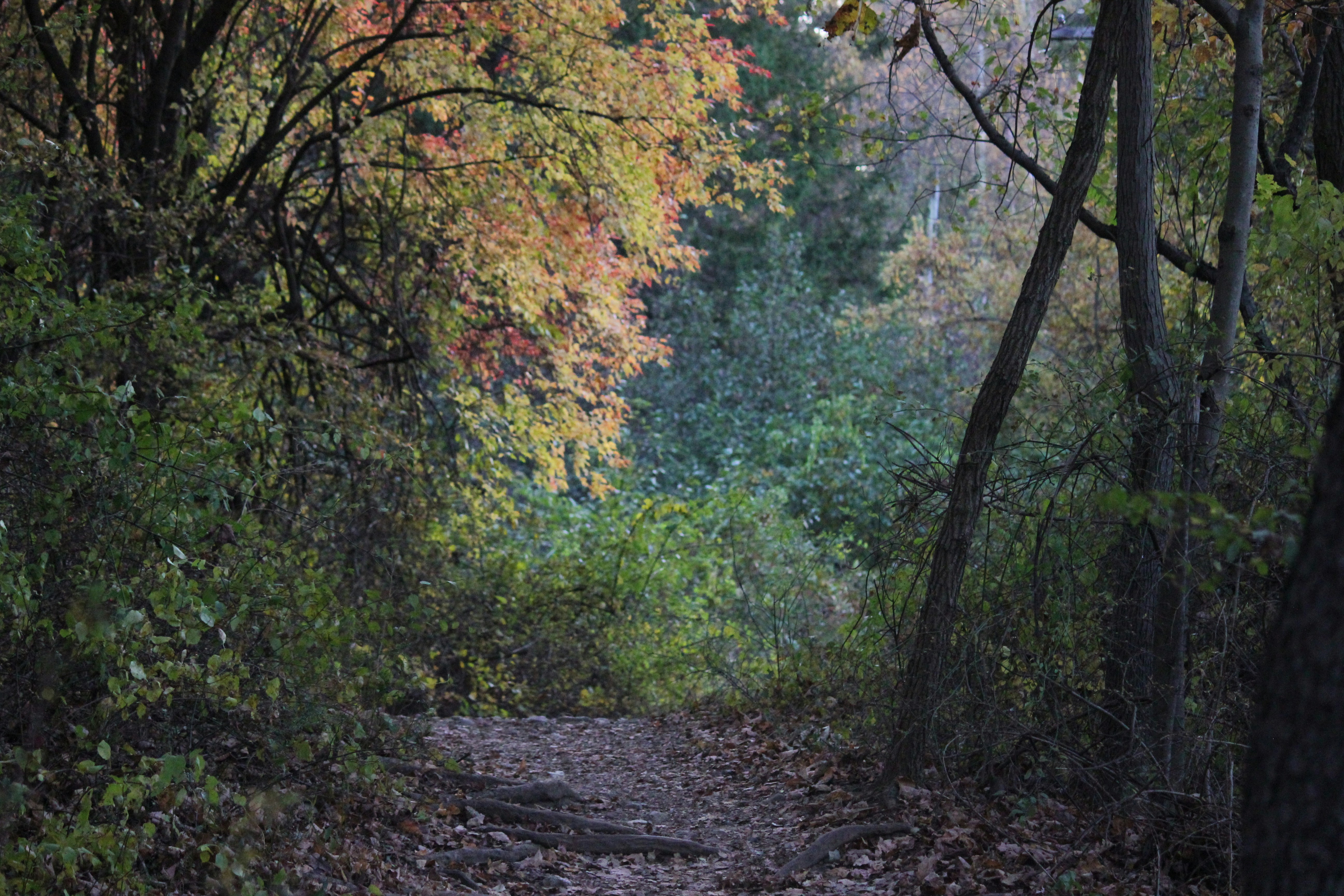 Photo by frolicsomefairy