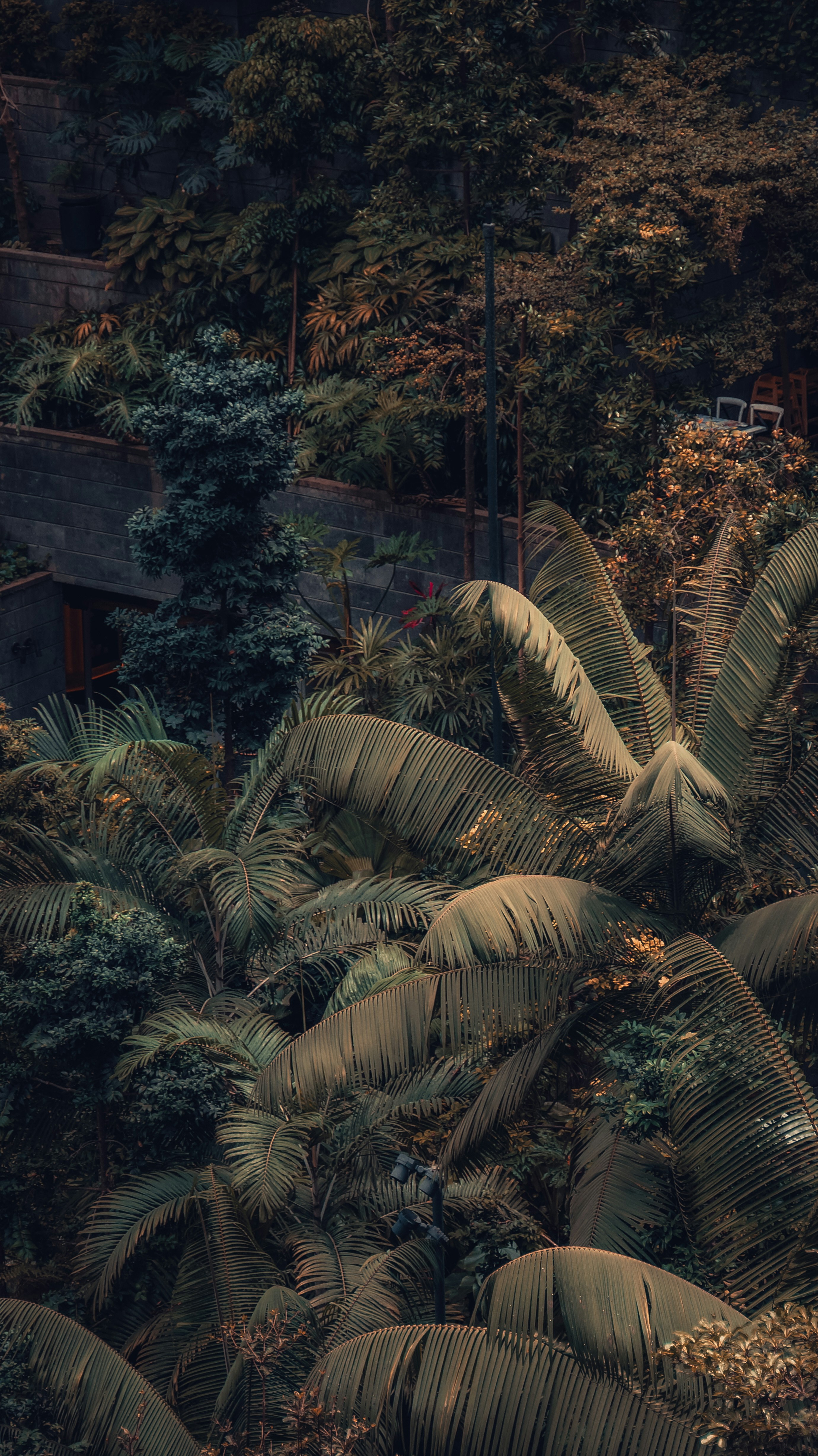 A group of palm trees in a forest