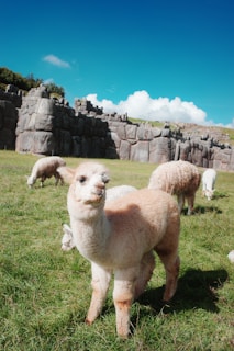 A herd of sheep grazing on a lush green field