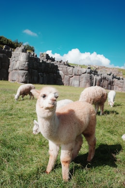 A herd of sheep grazing on a lush green field