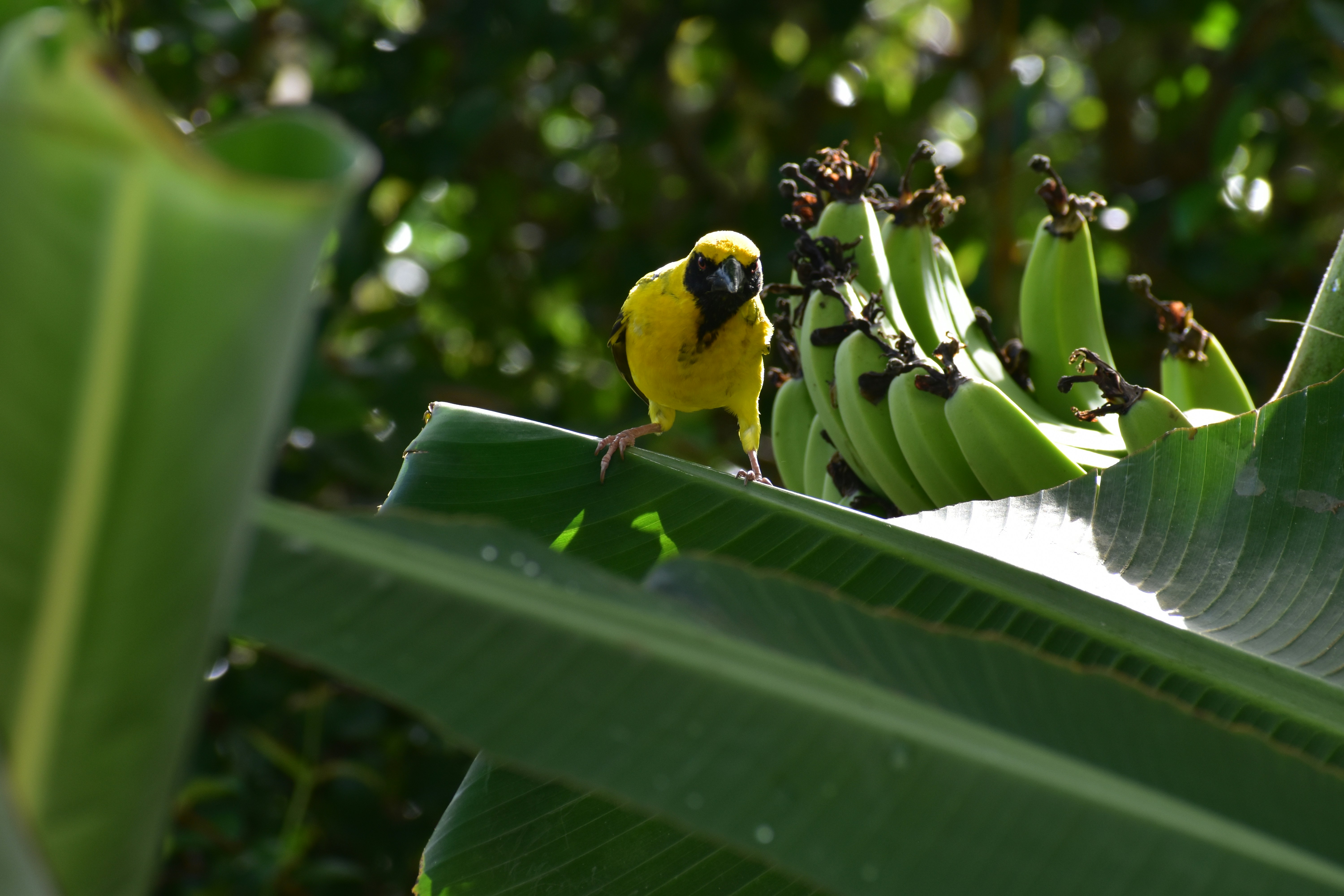 A small yellow bird perched on a banana tree