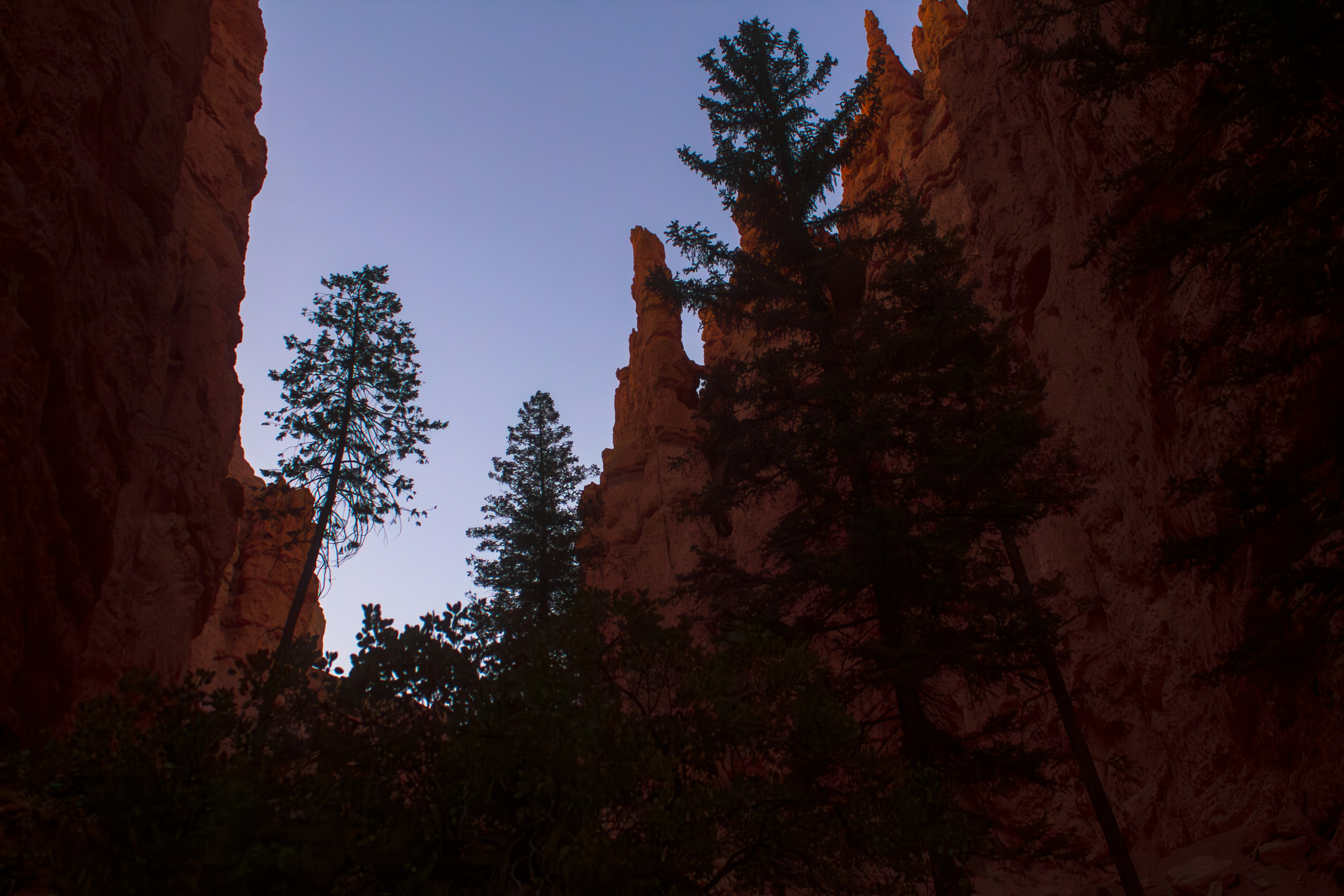 A view of the sky through some trees