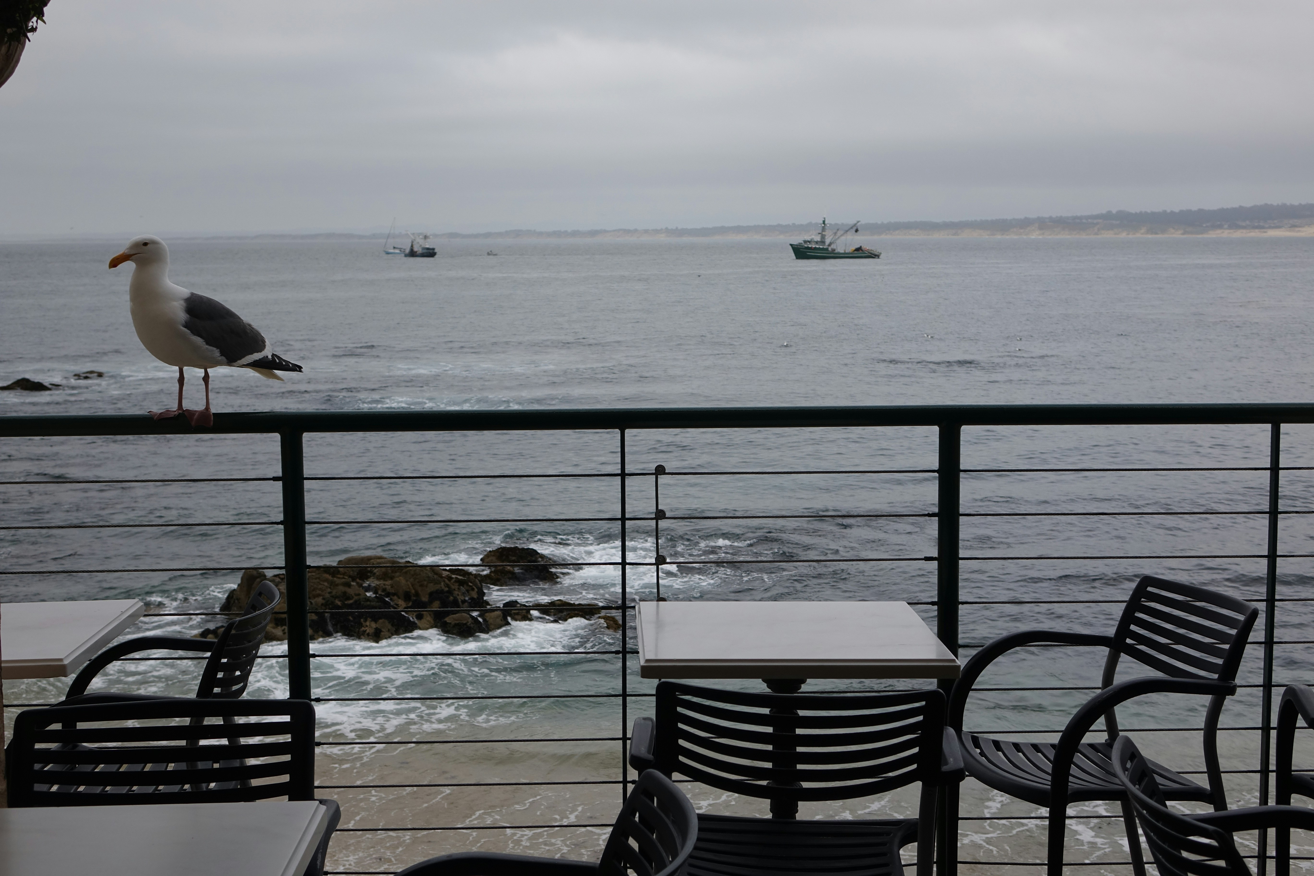 A seagull sitting on a balcony overlooking the ocean