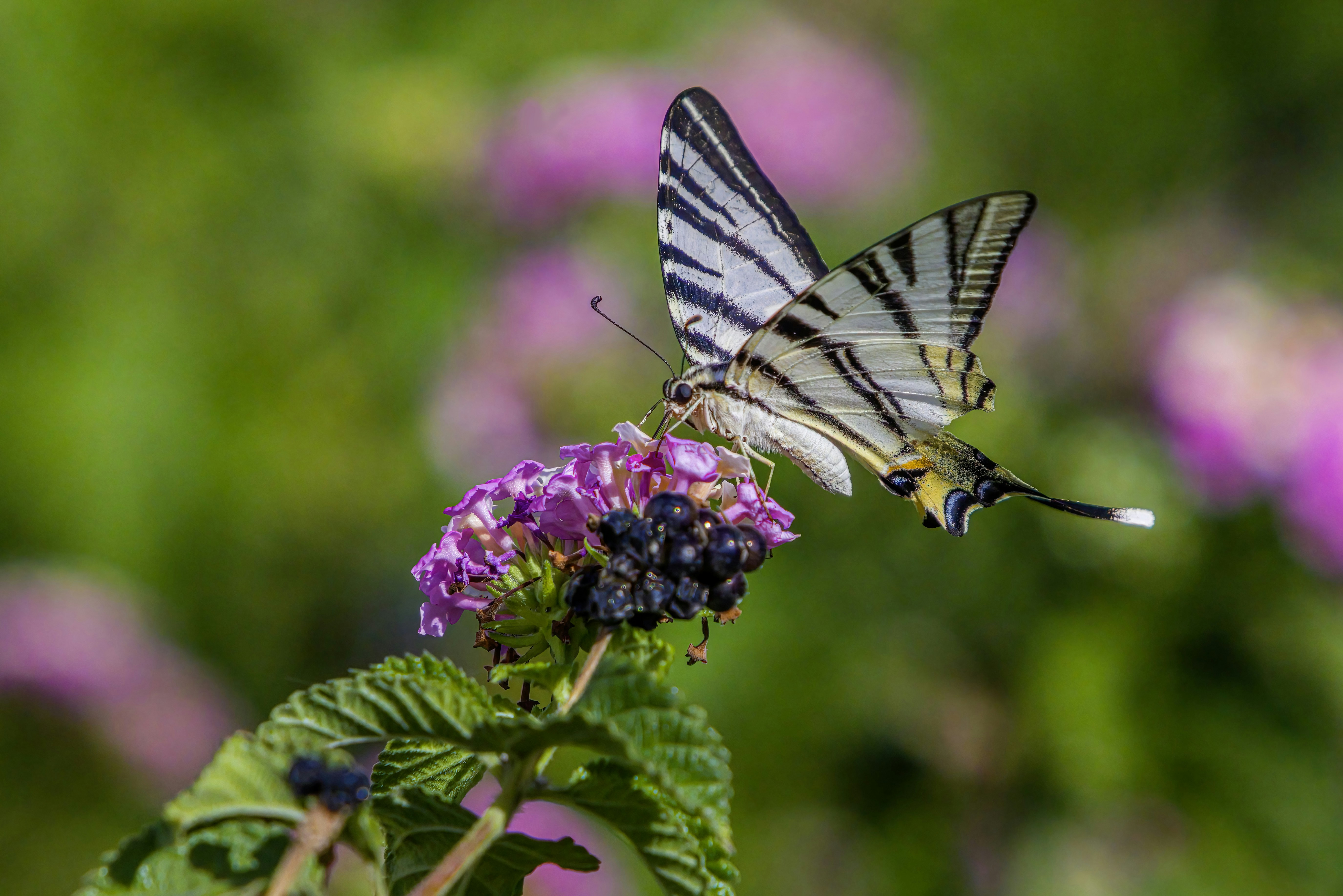 Photo by erik_karits