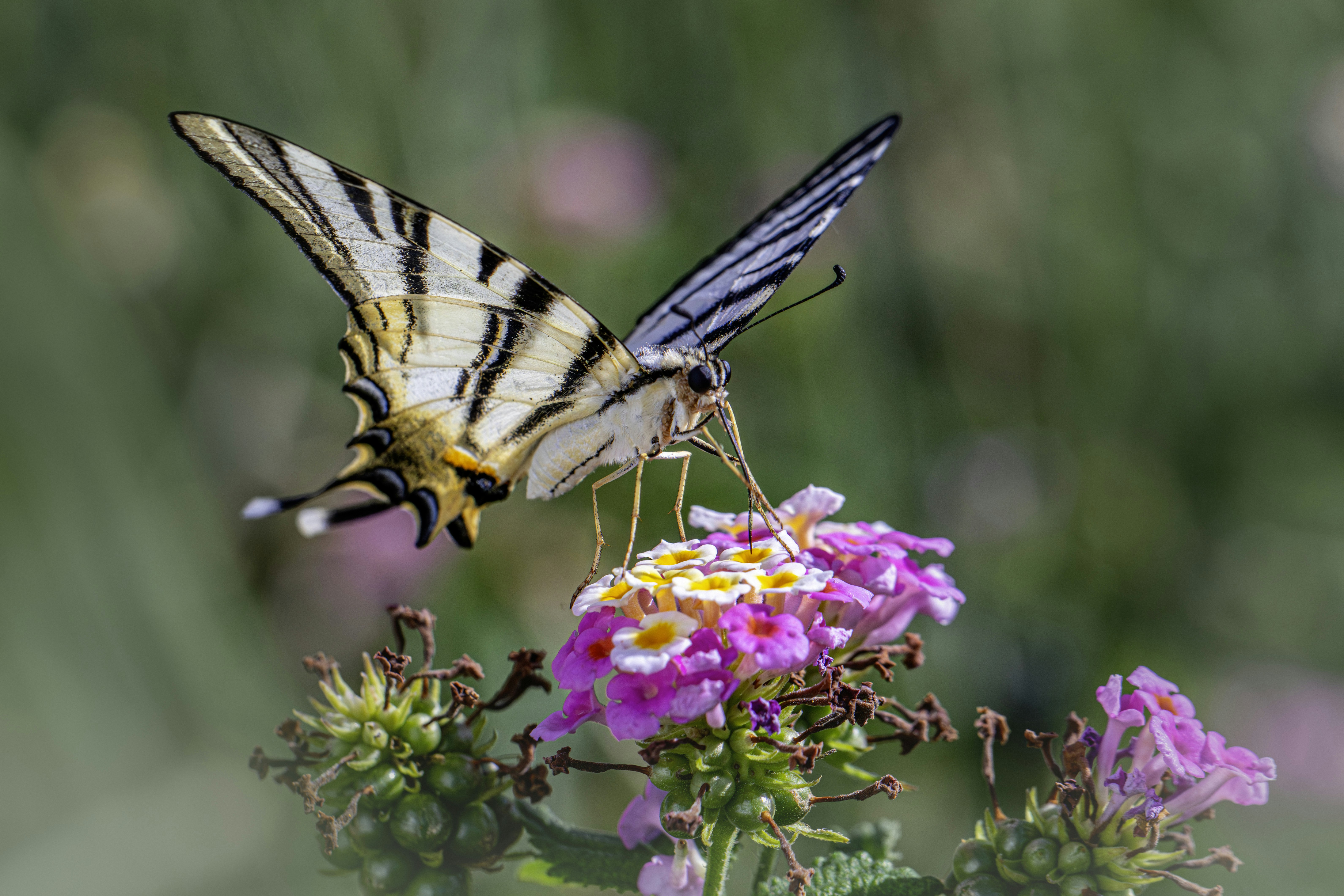 Photo by erik_karits