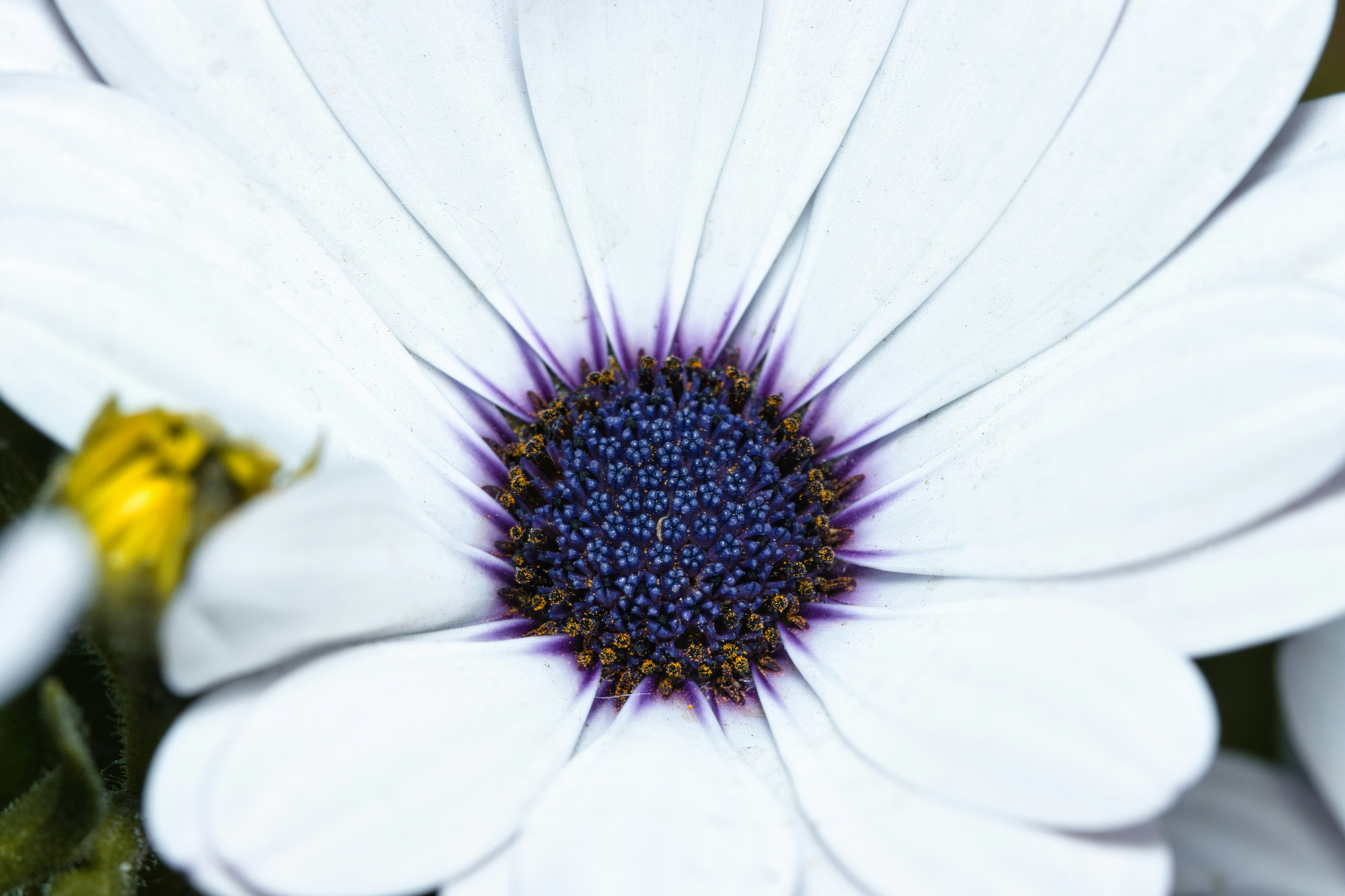 A close up of a white flower with a blue center