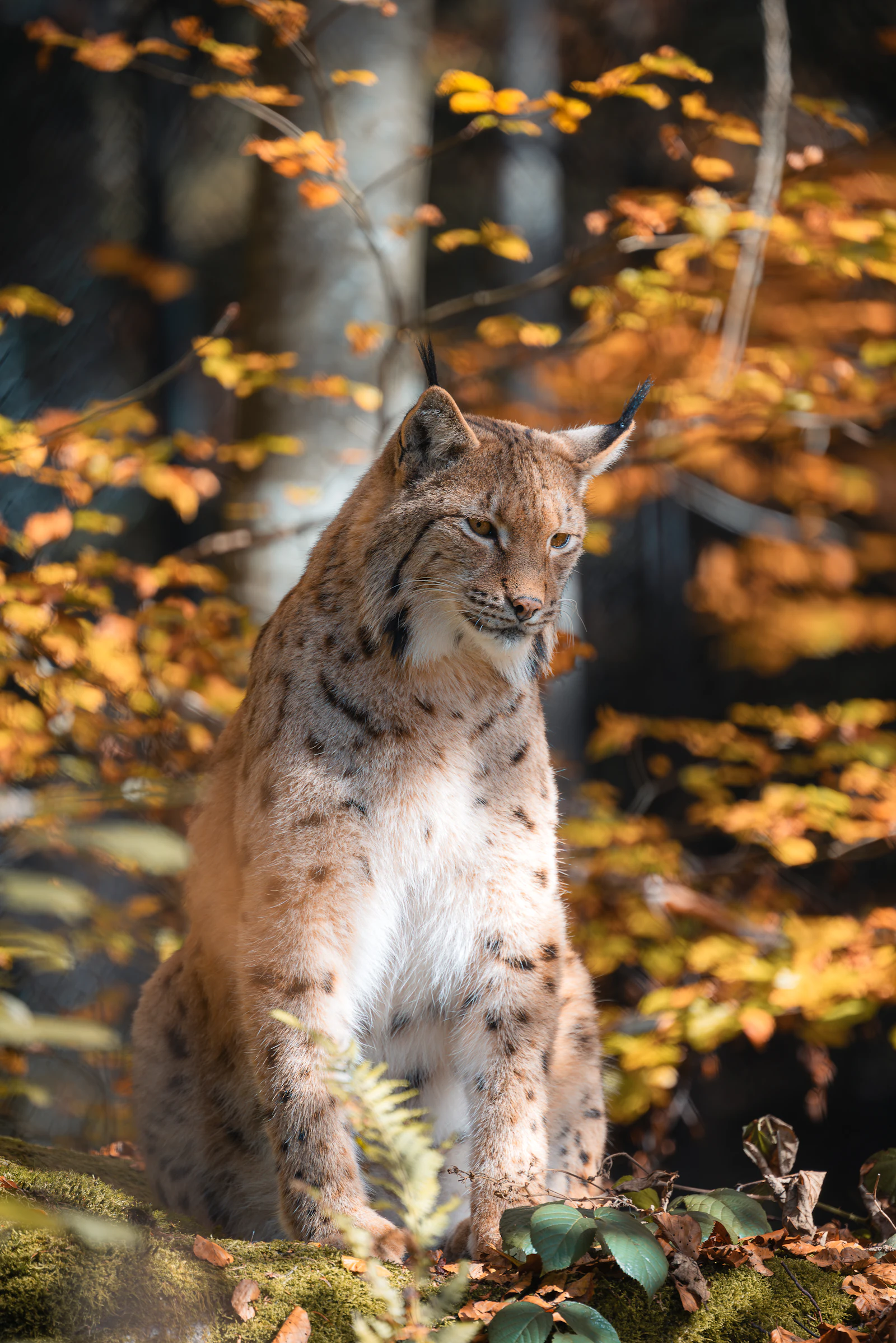 Lynx boréal debout dans une forêt (image d'illustration)