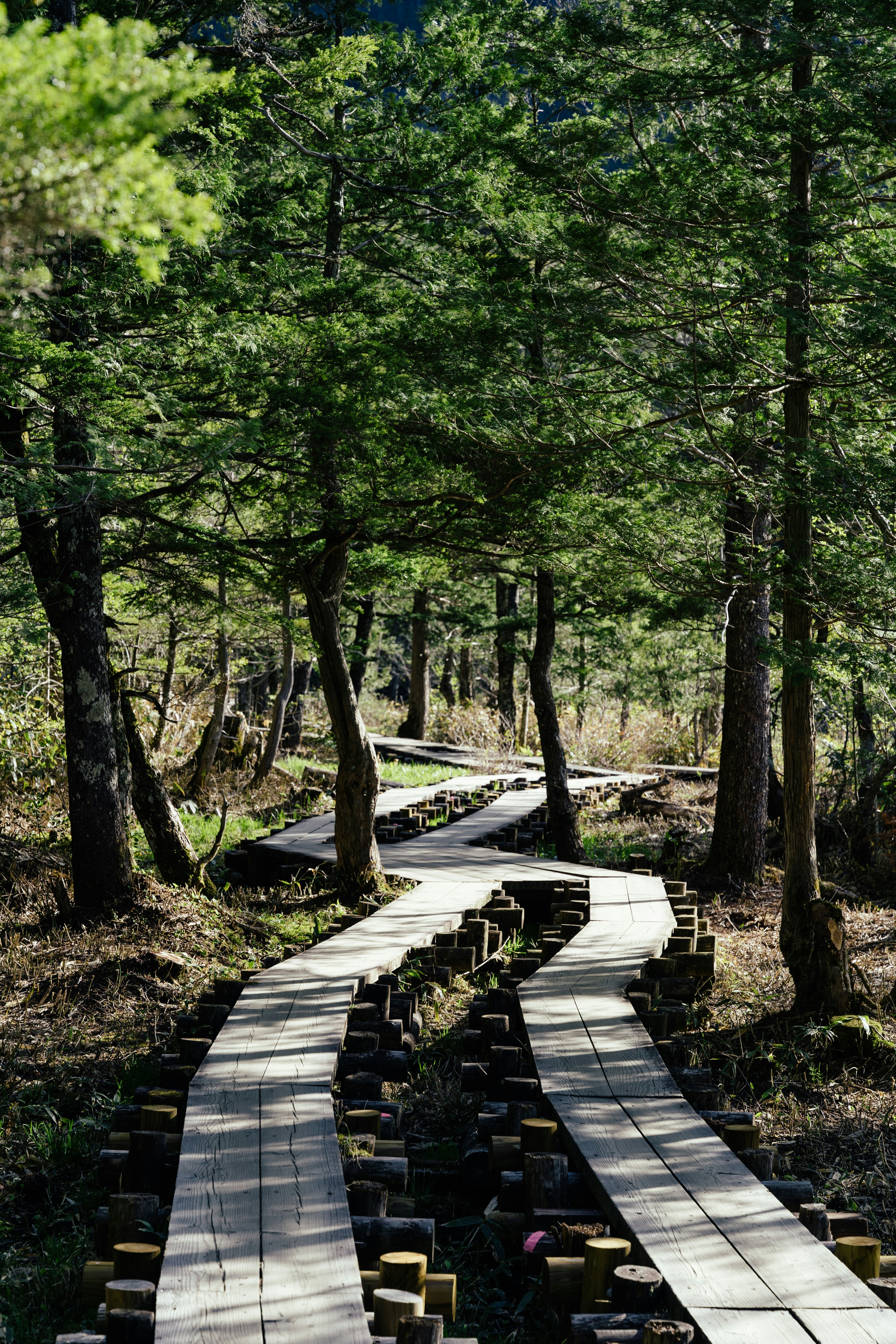 A wooden path in the middle of a forest