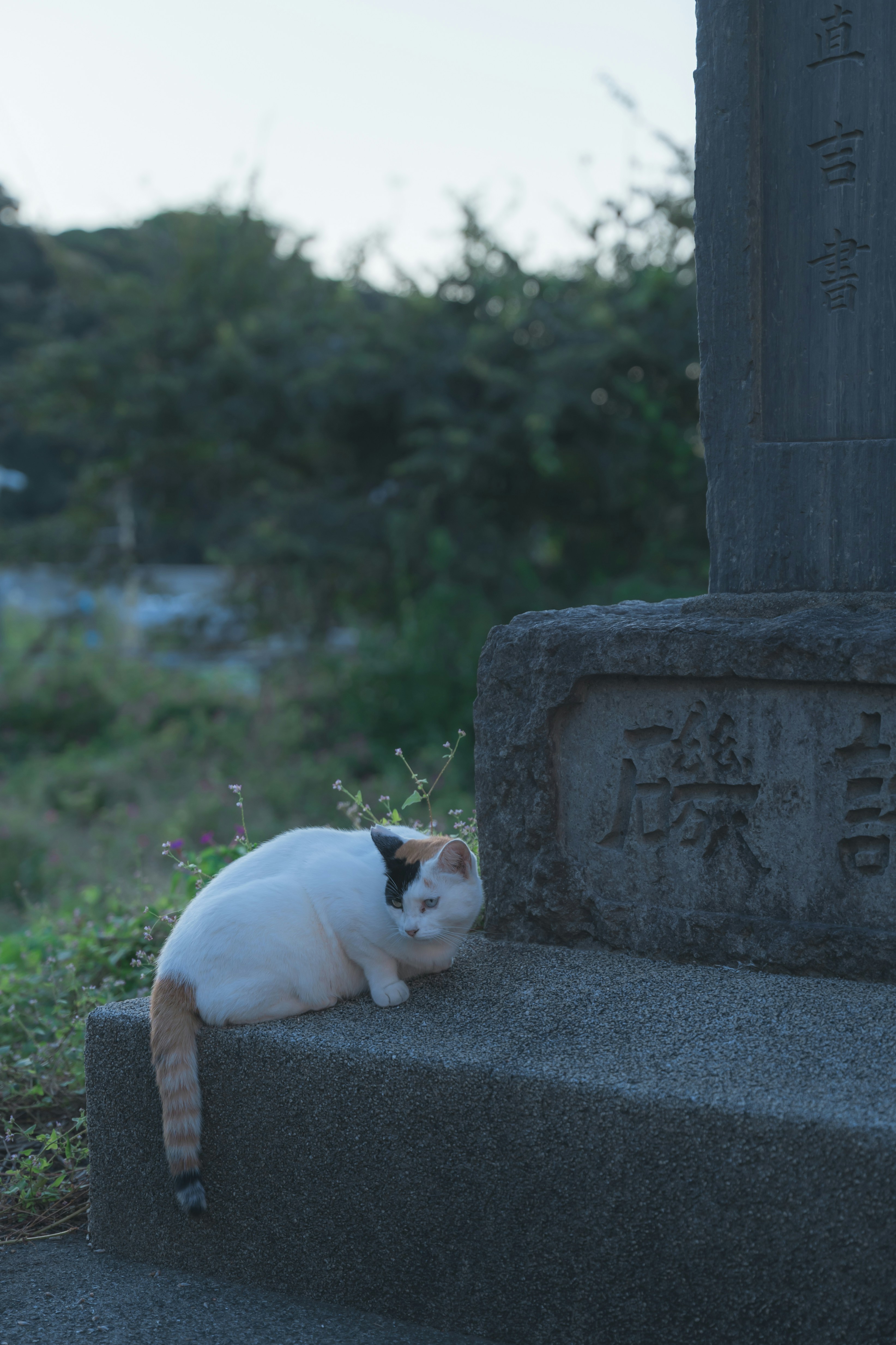 A cat sitting on a cement step next to a grave