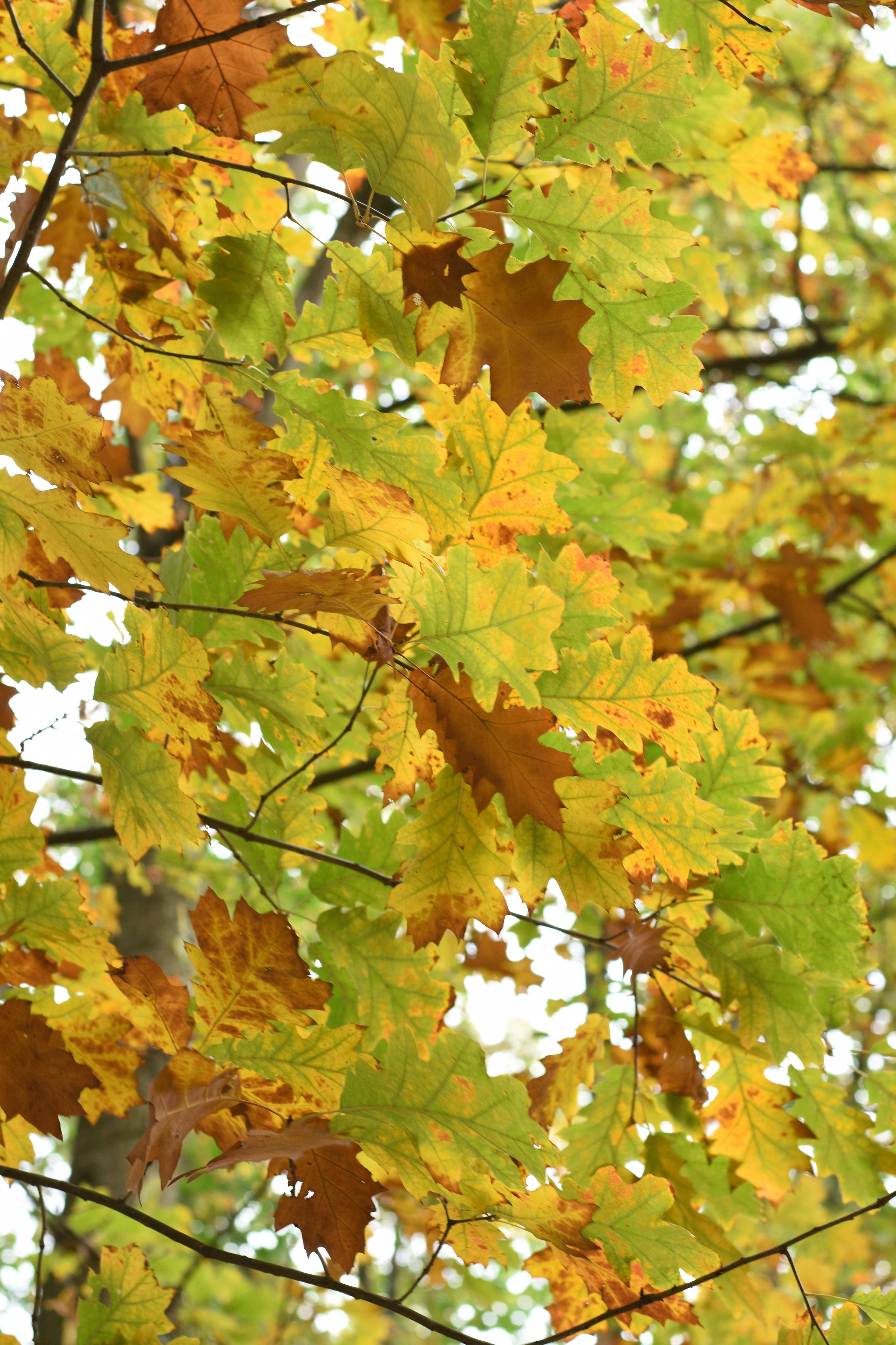 A close up of a tree with yellow leaves