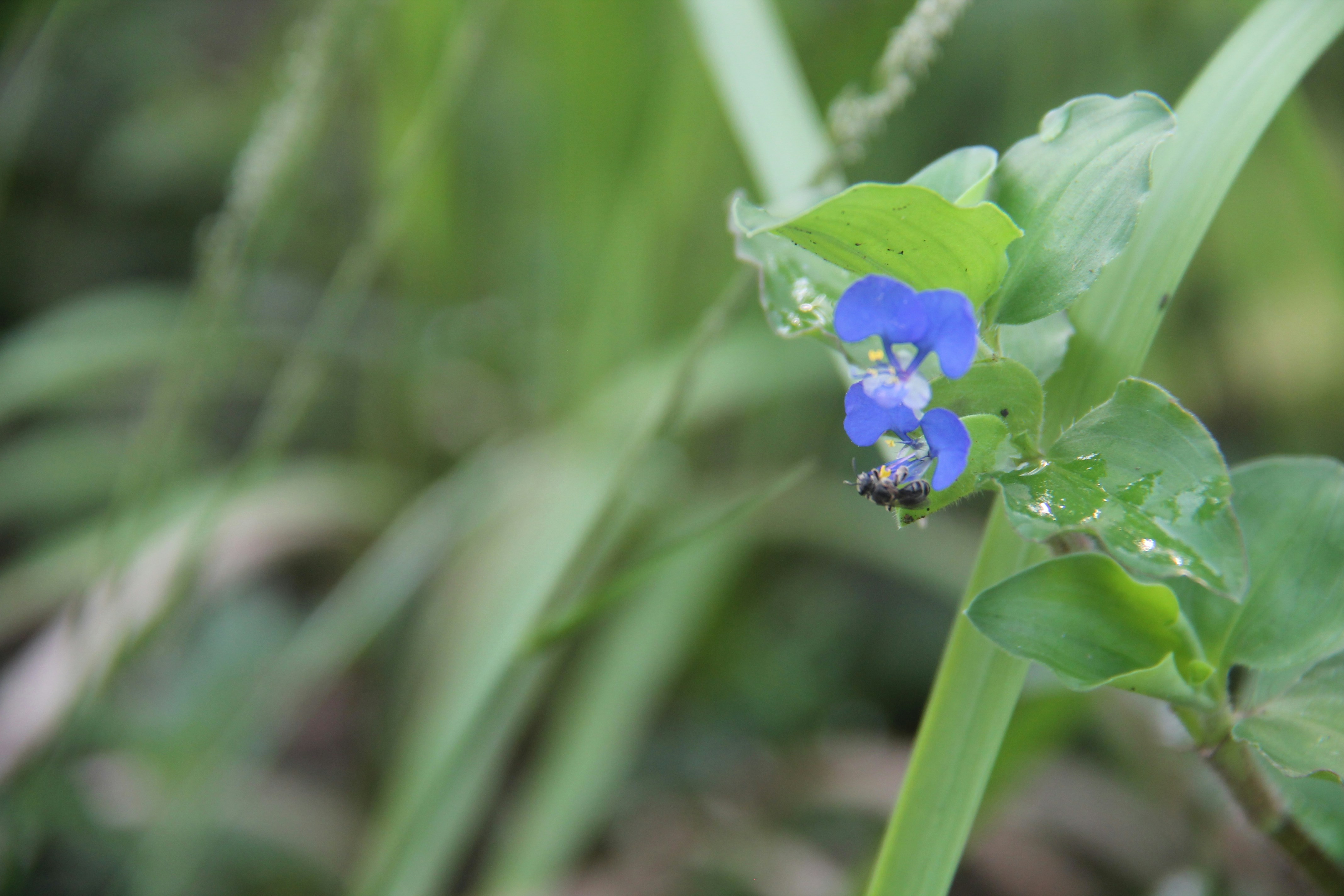 Photo by theelvishhippie