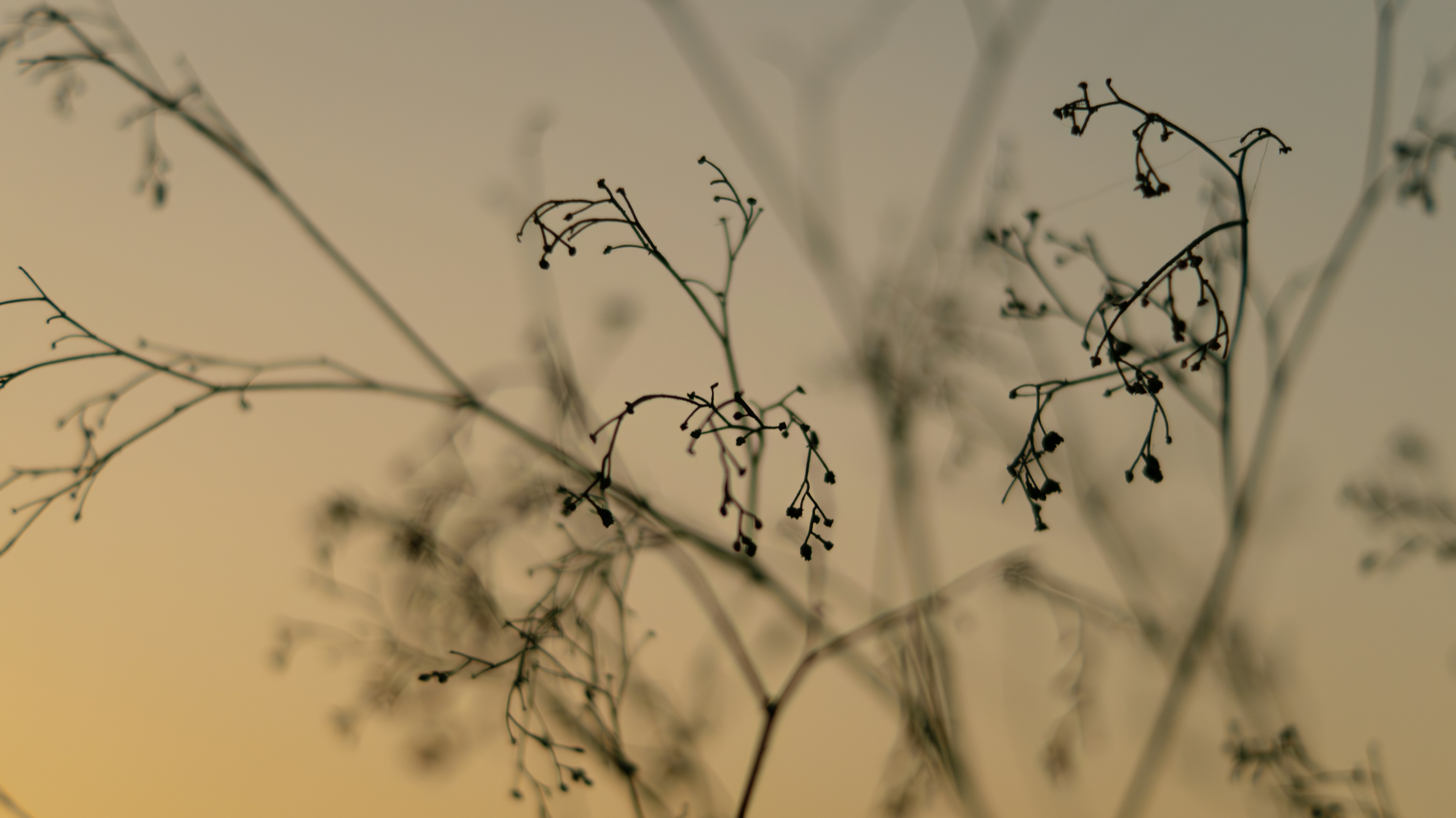 The silhouette of a plant against a sunset sky