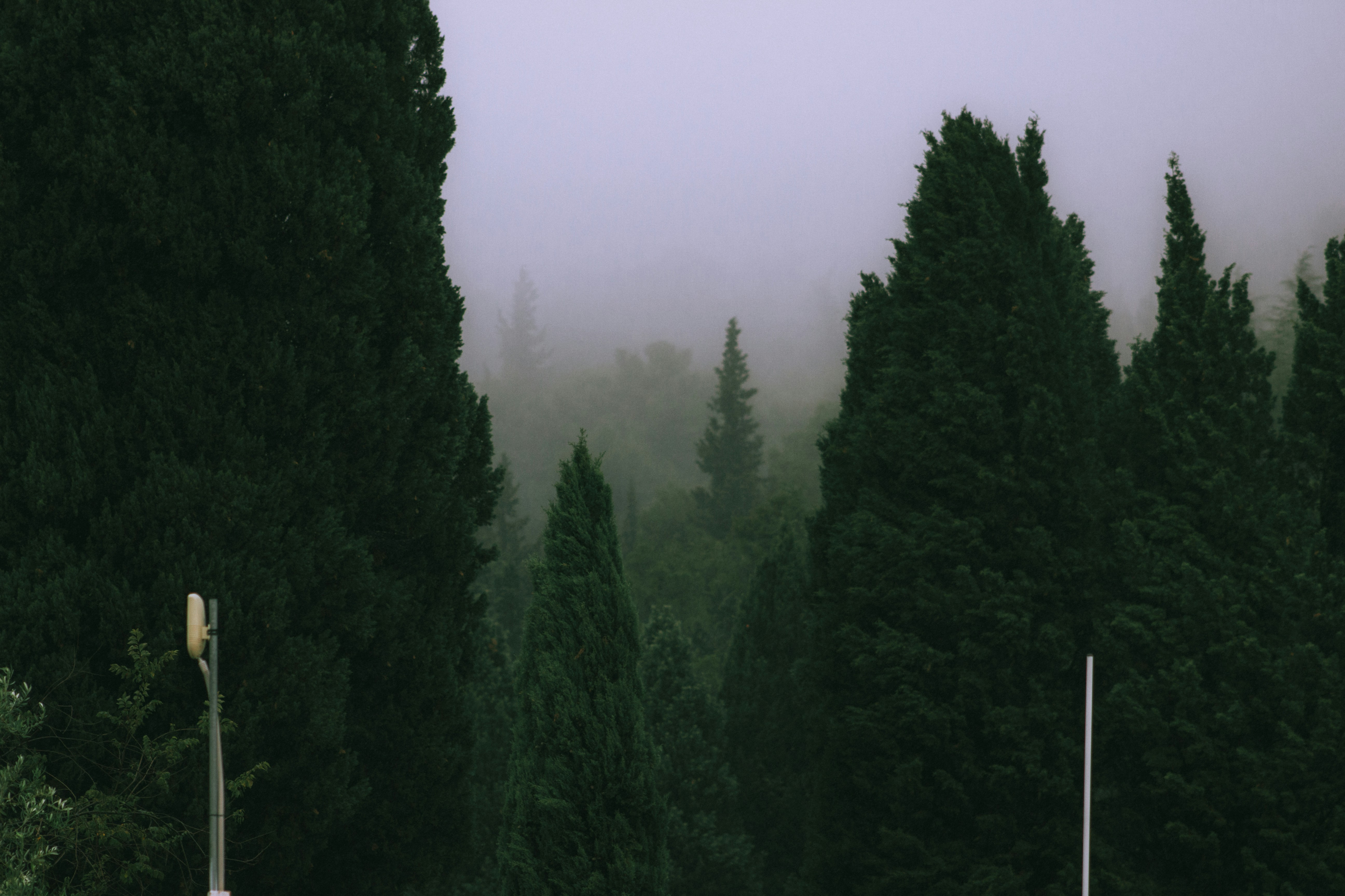 A group of cars driving down a road next to tall trees