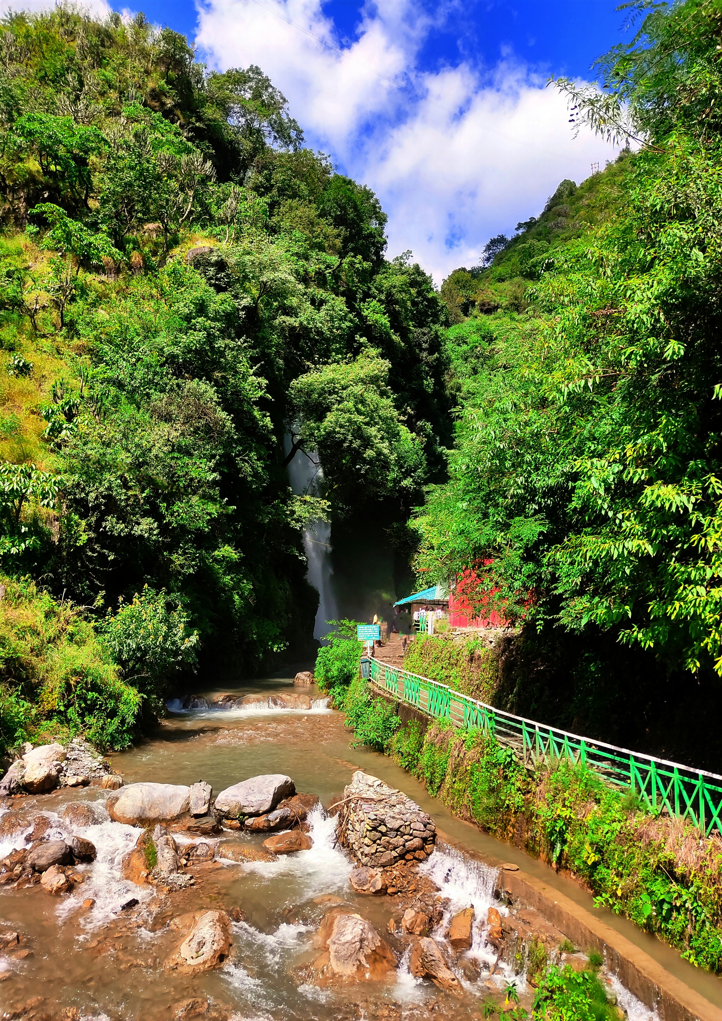 Un fiume che scorre attraverso una foresta verde e lussureggiante
