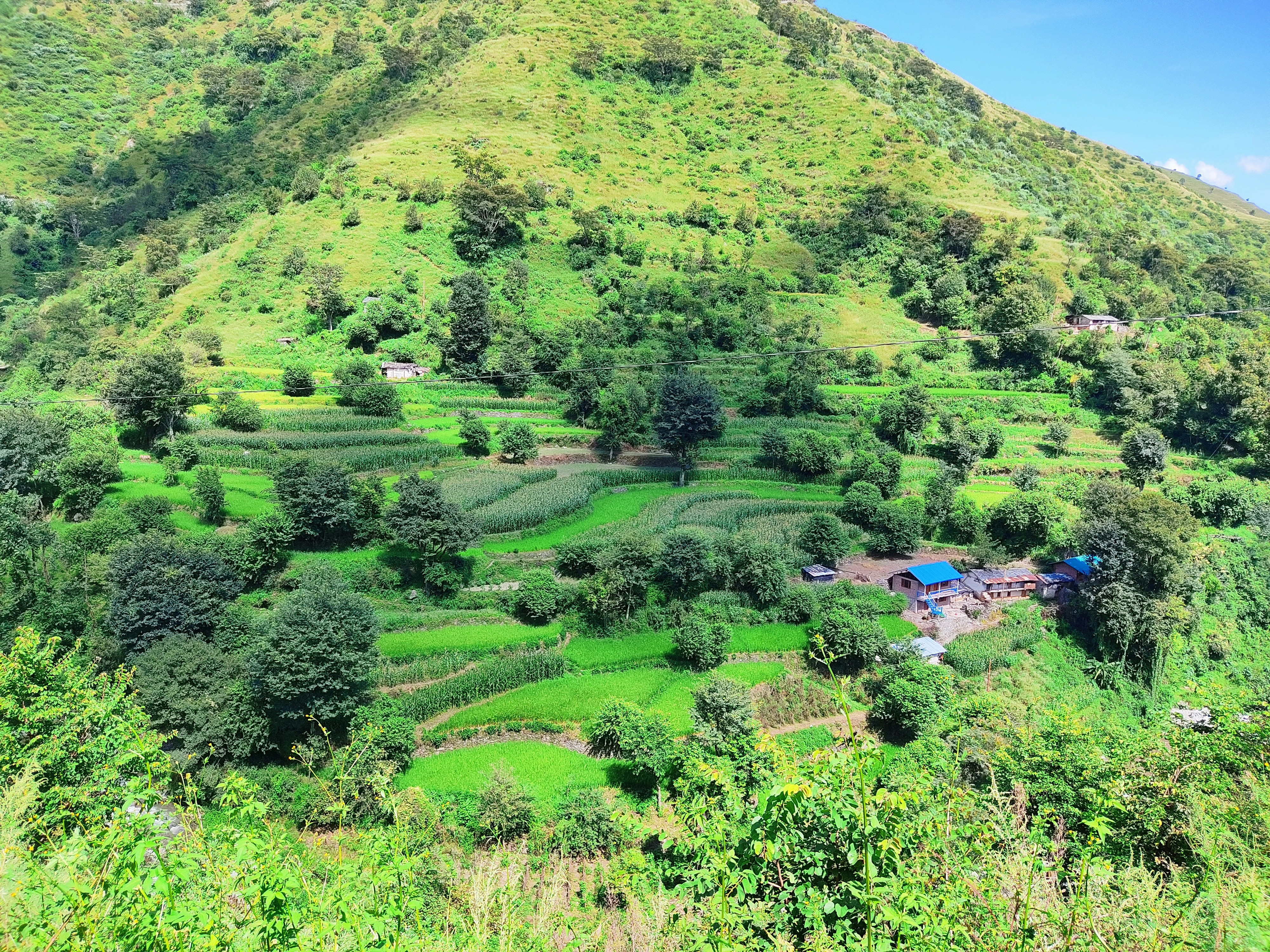 Una collina verde e lussureggiante ricoperta da molti alberi