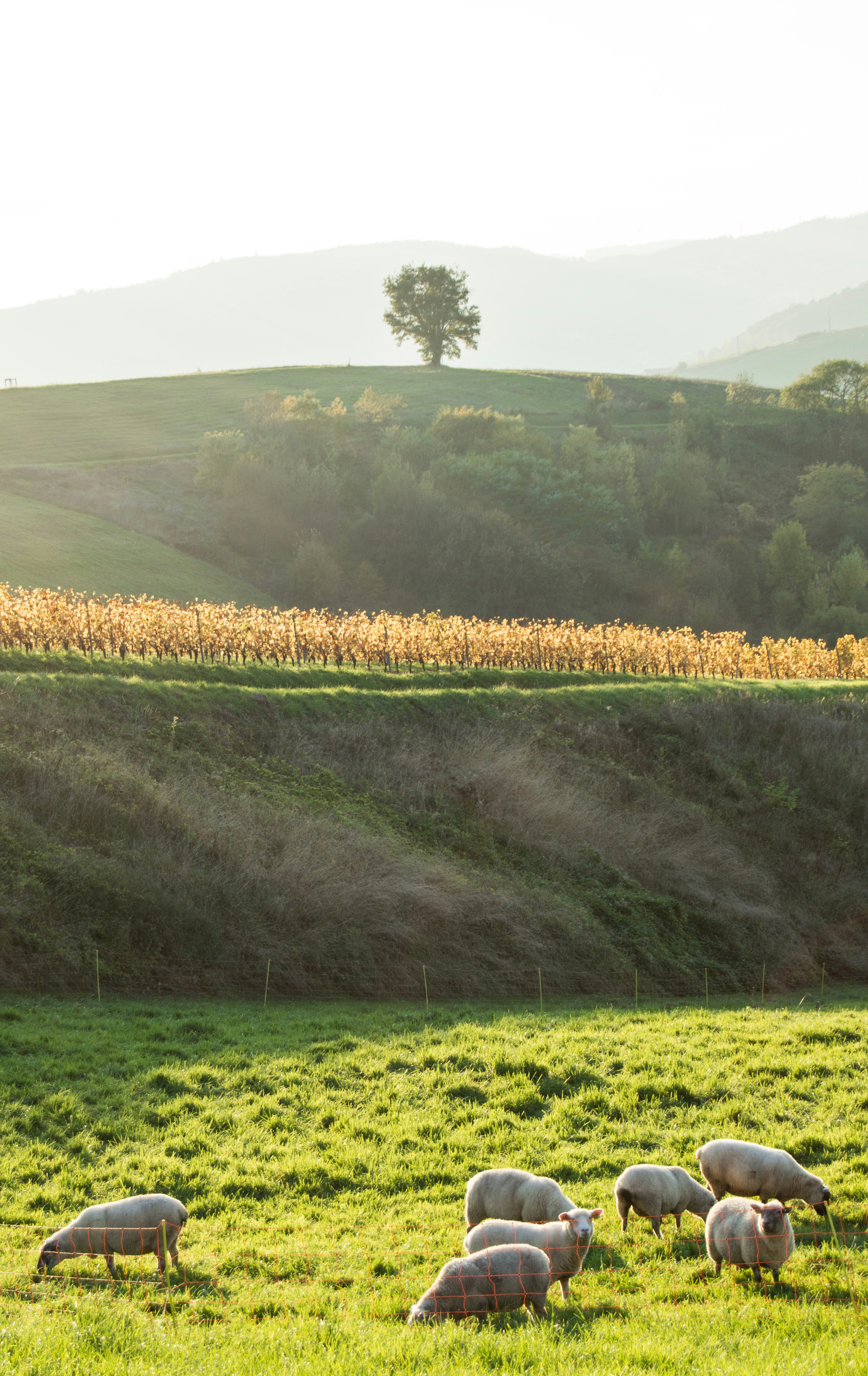 Photo by lucasgallone