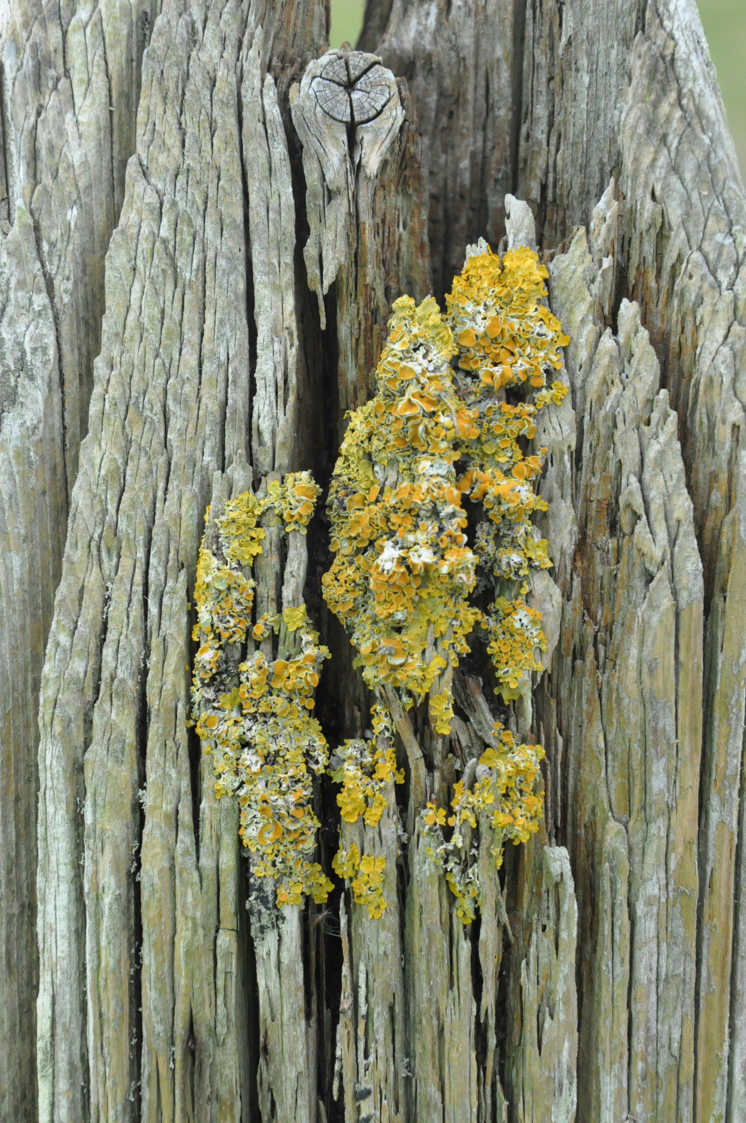 A close up of a wooden fence with moss growing on it
