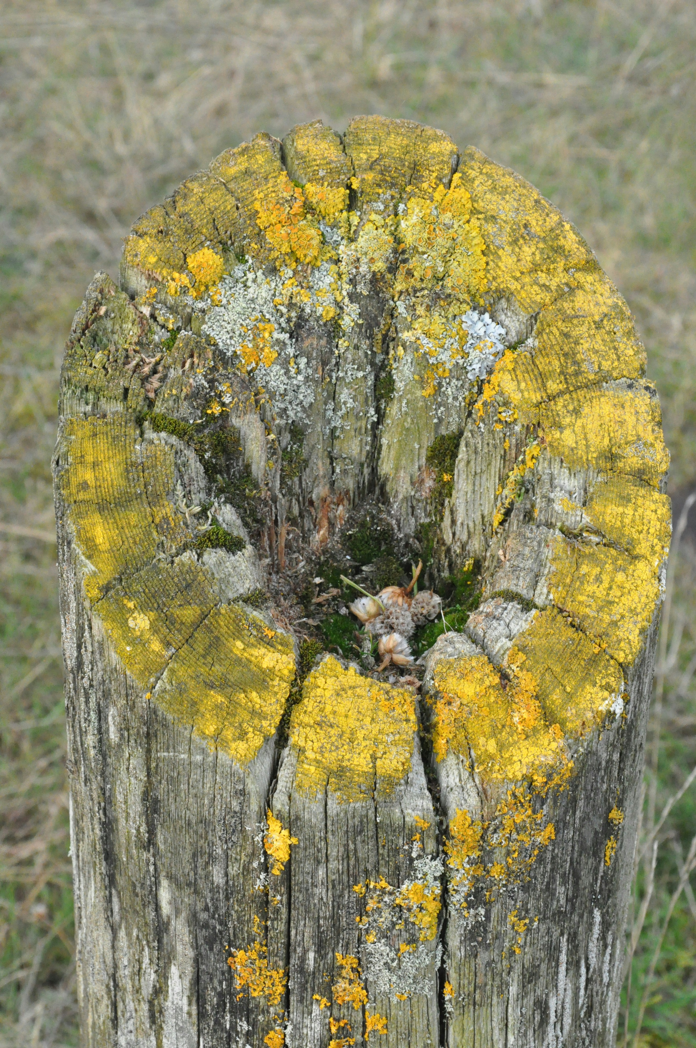 A close up of a tree stump with moss growing on it
