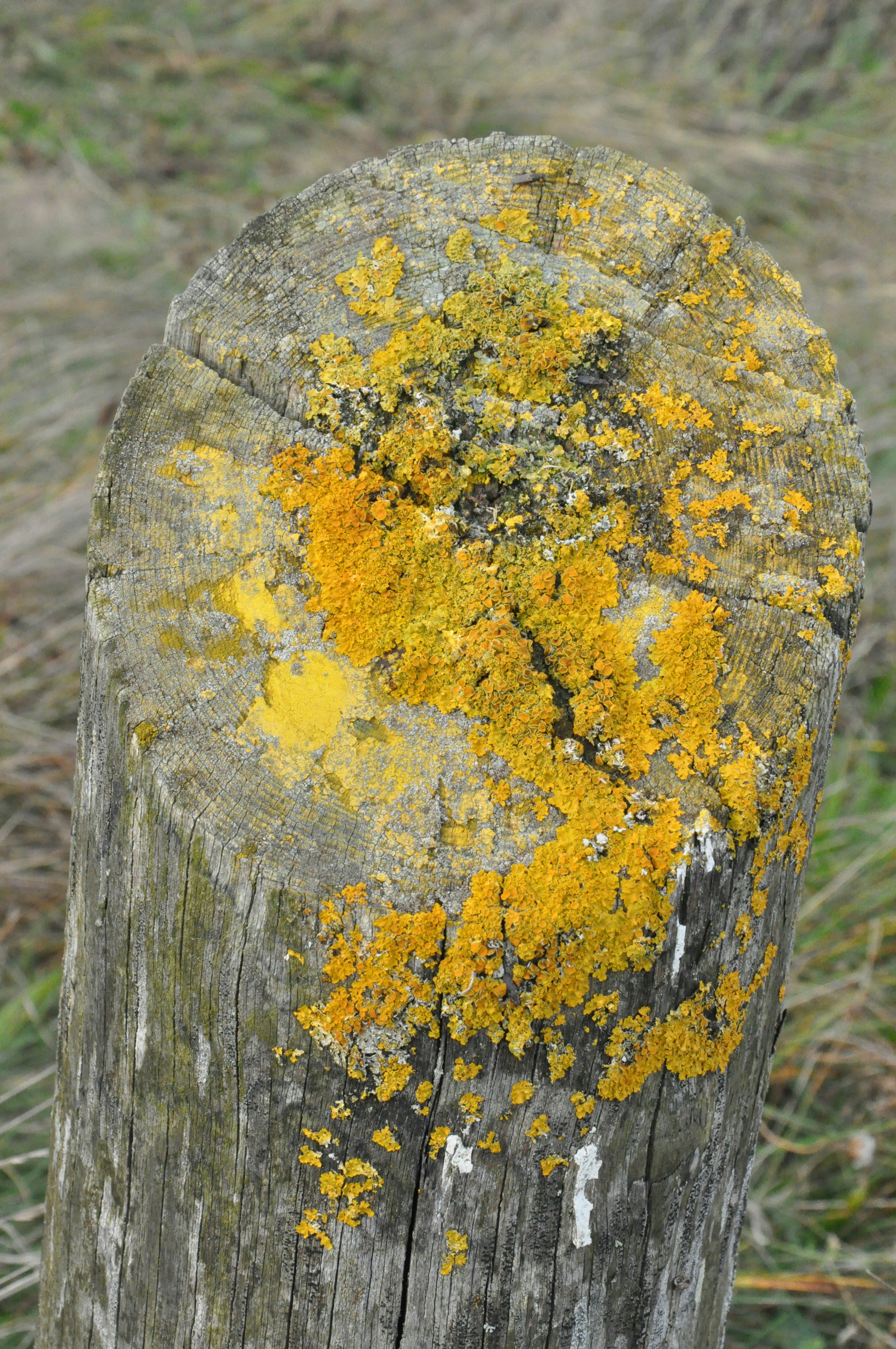 A tree stump with yellow moss growing on it