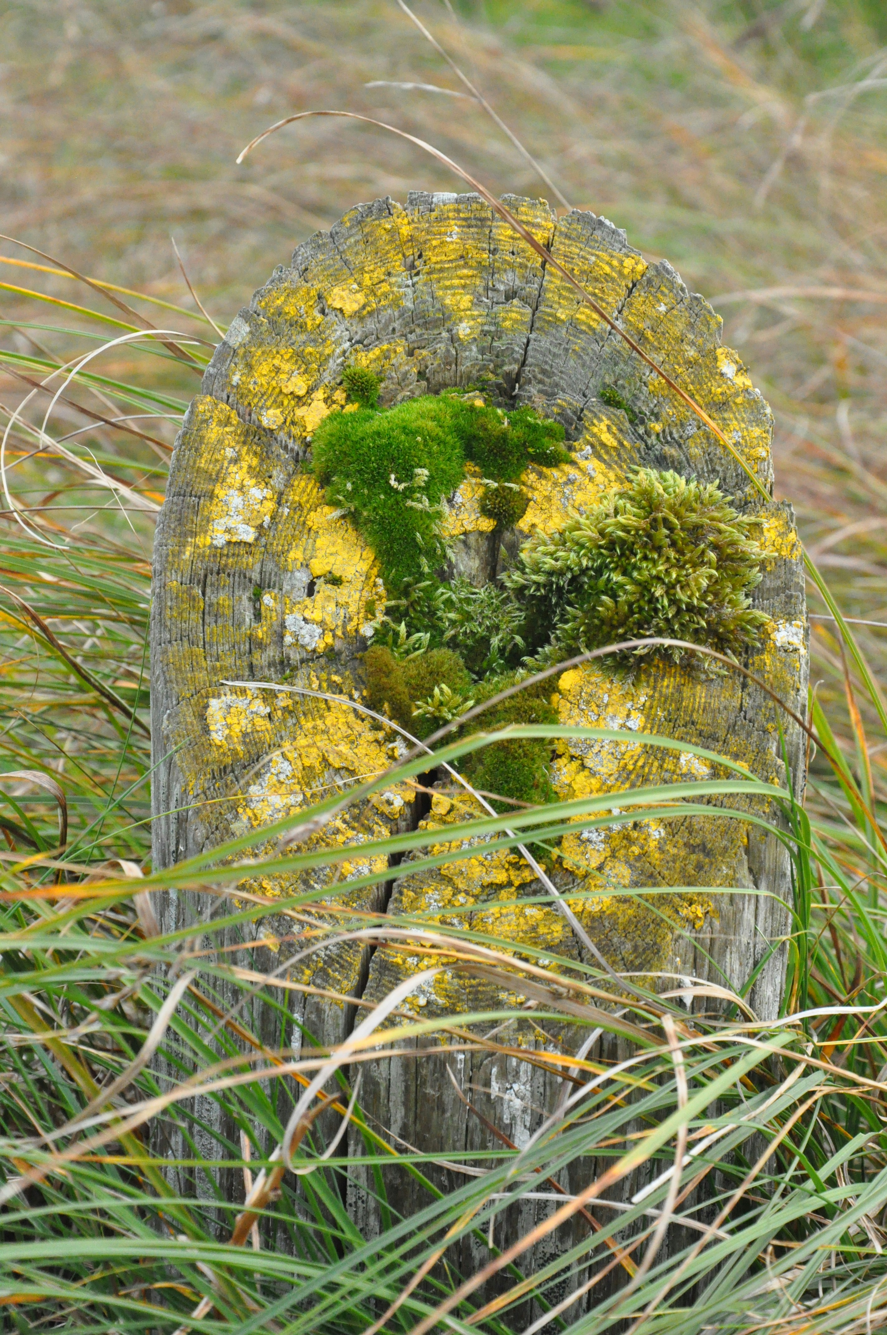 A wooden post with moss growing on it