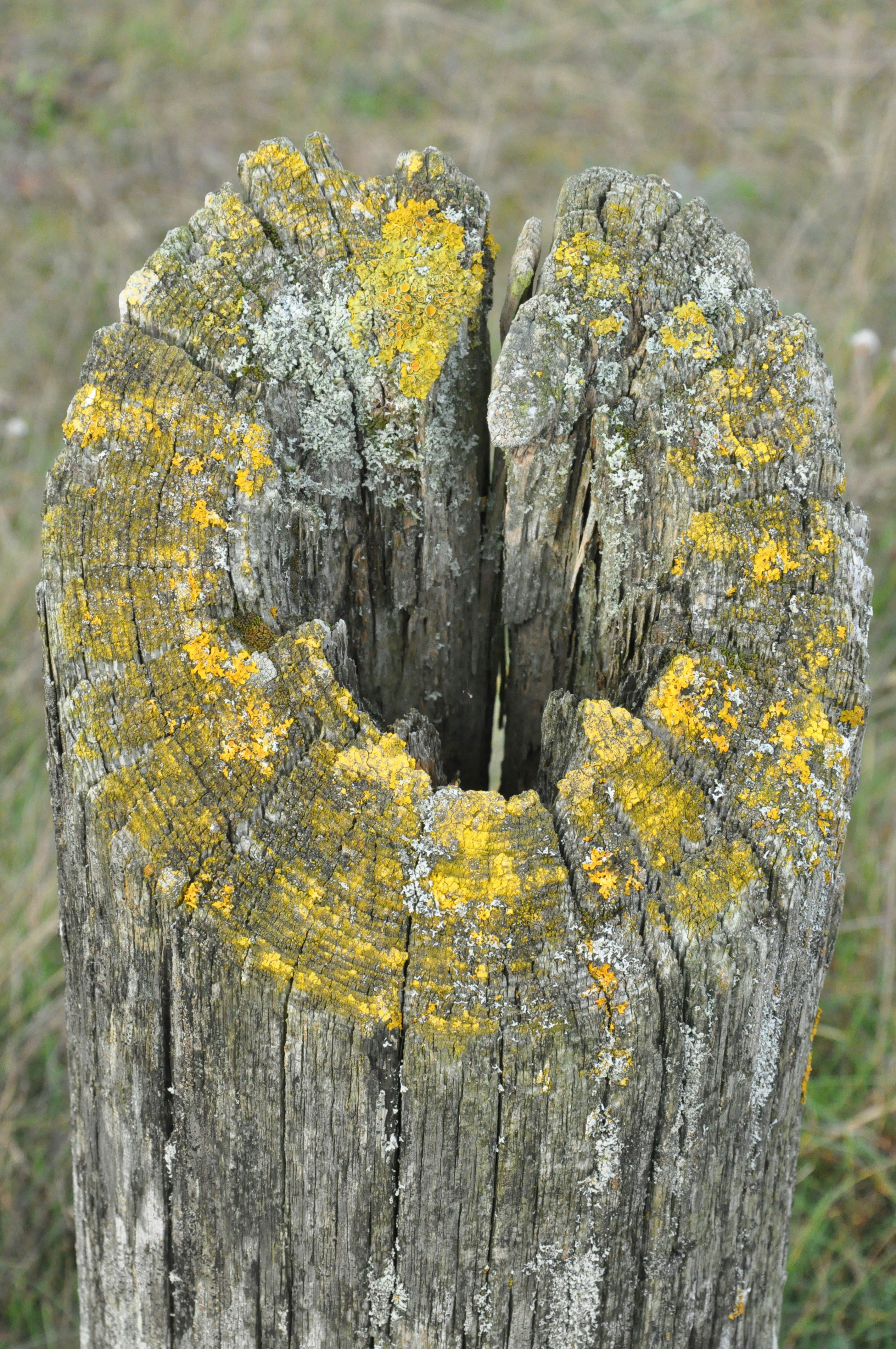 A tree stump with yellow moss growing on it