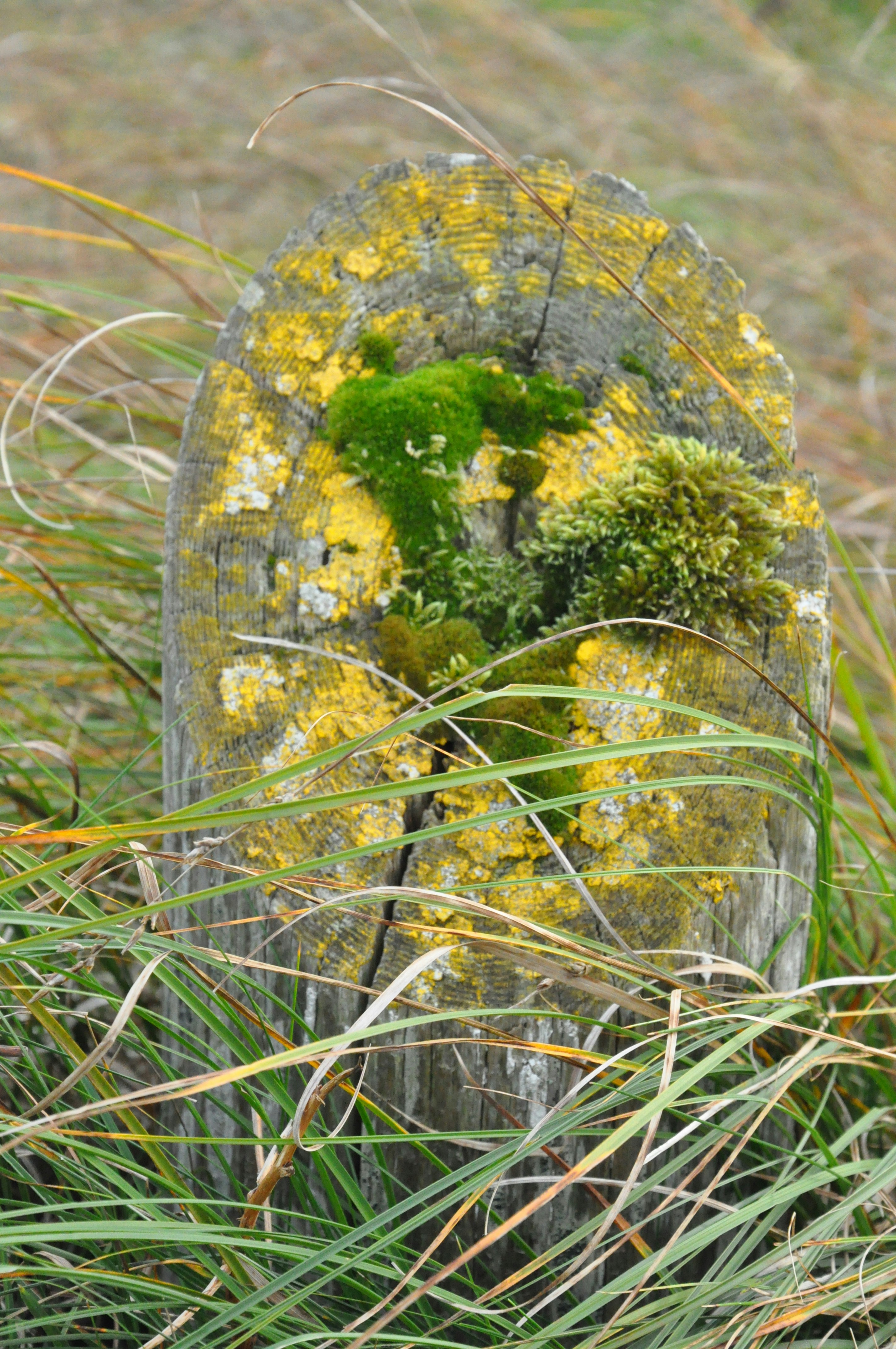 A grave surrounded by grass and weeds in a field