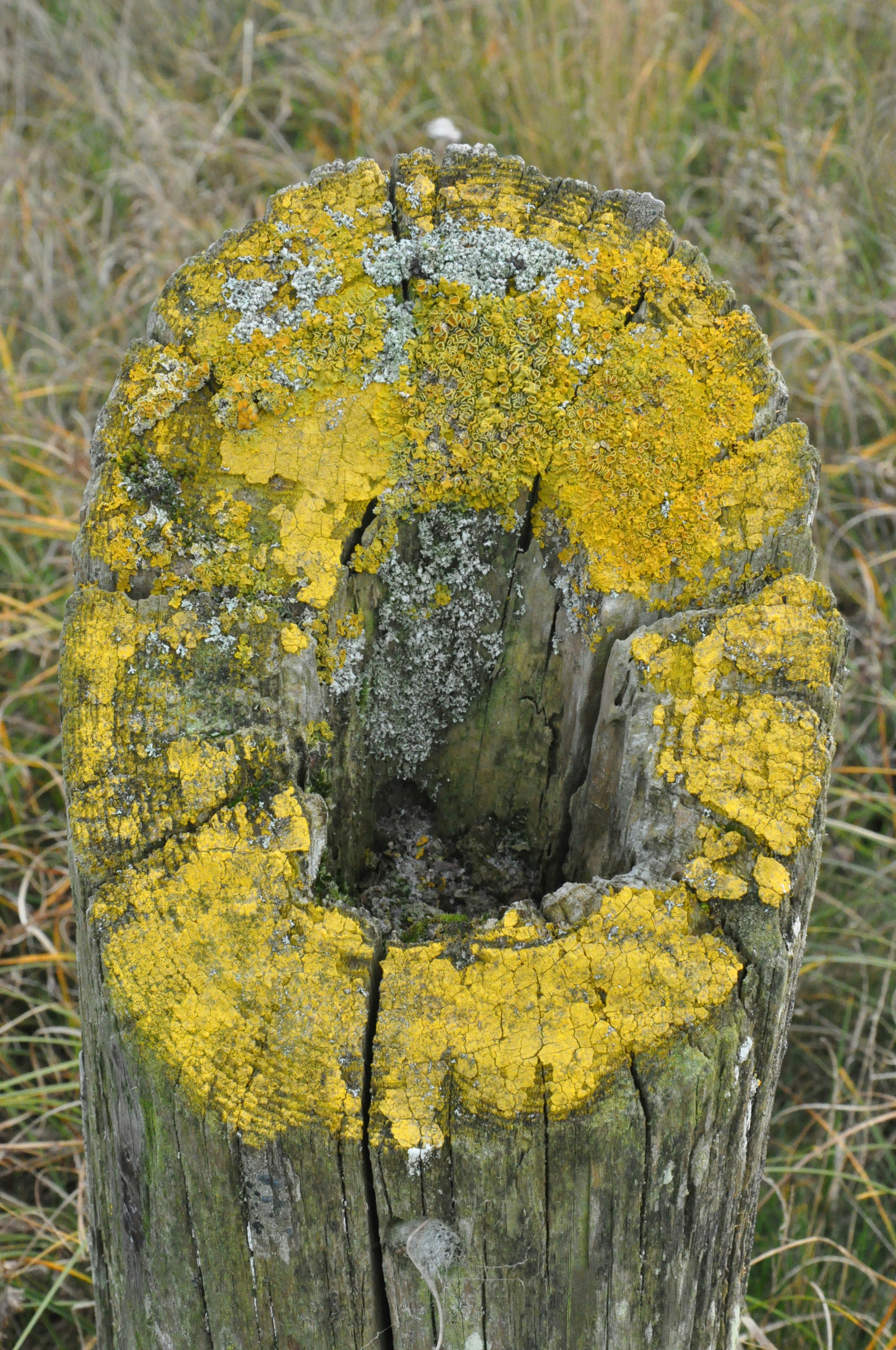 A tree stump with yellow moss growing on it